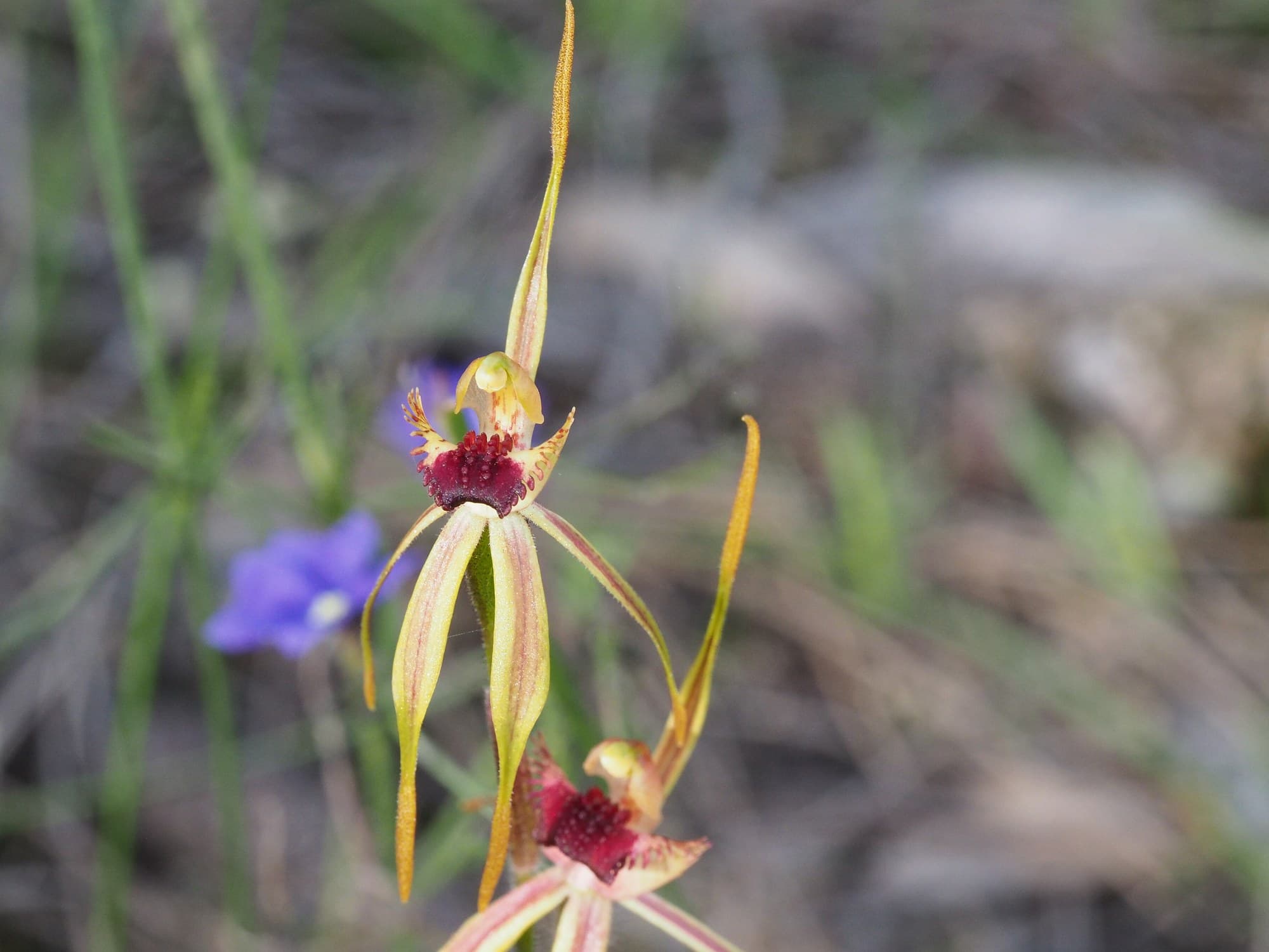 Clubbed spider orchid (Caladenia longiclavata) flower