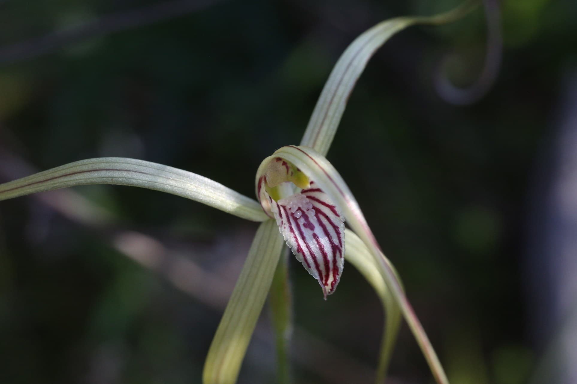 Elegant spider orchid (Caladenia elegans)