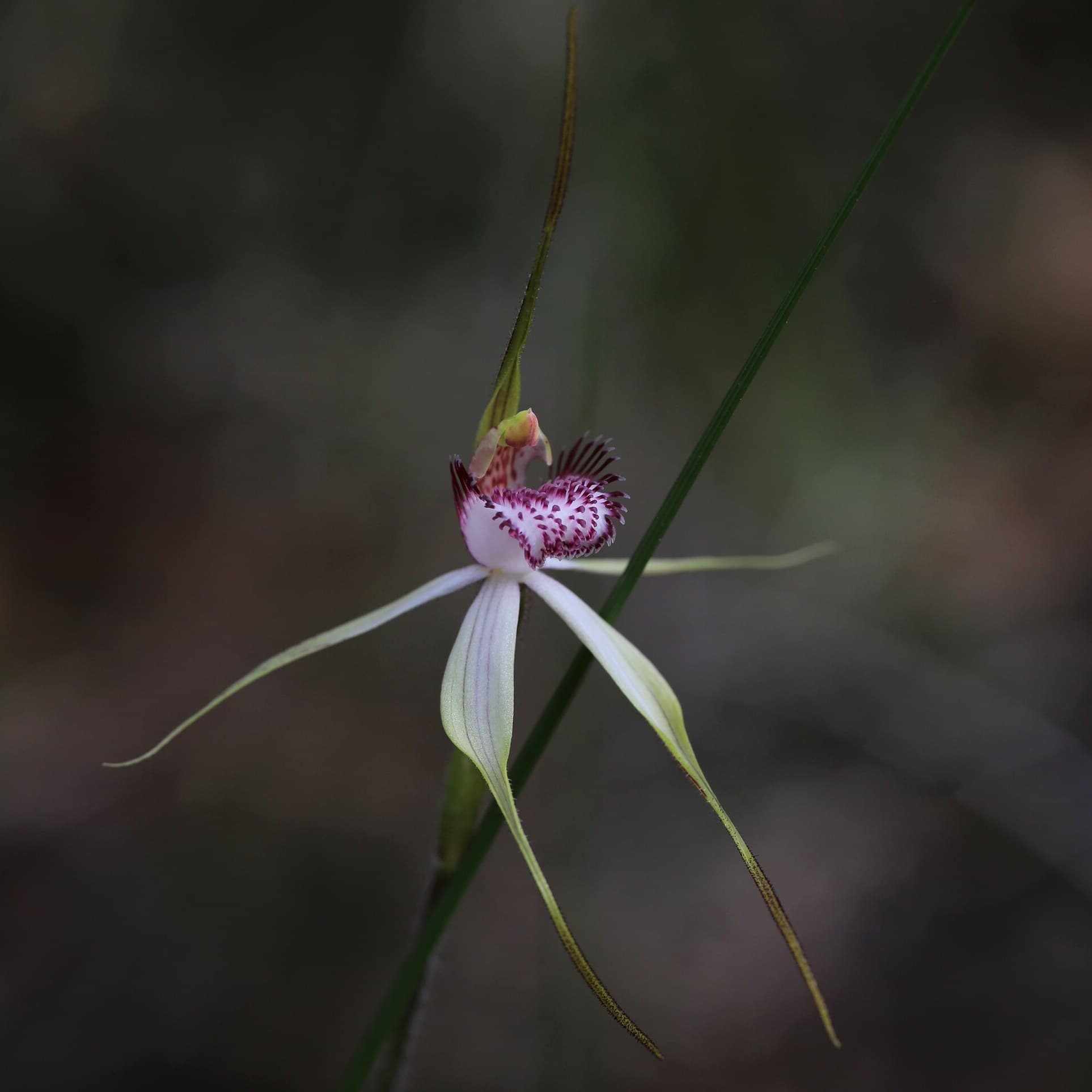 Spider orchid (Caladenia multiplex) flower