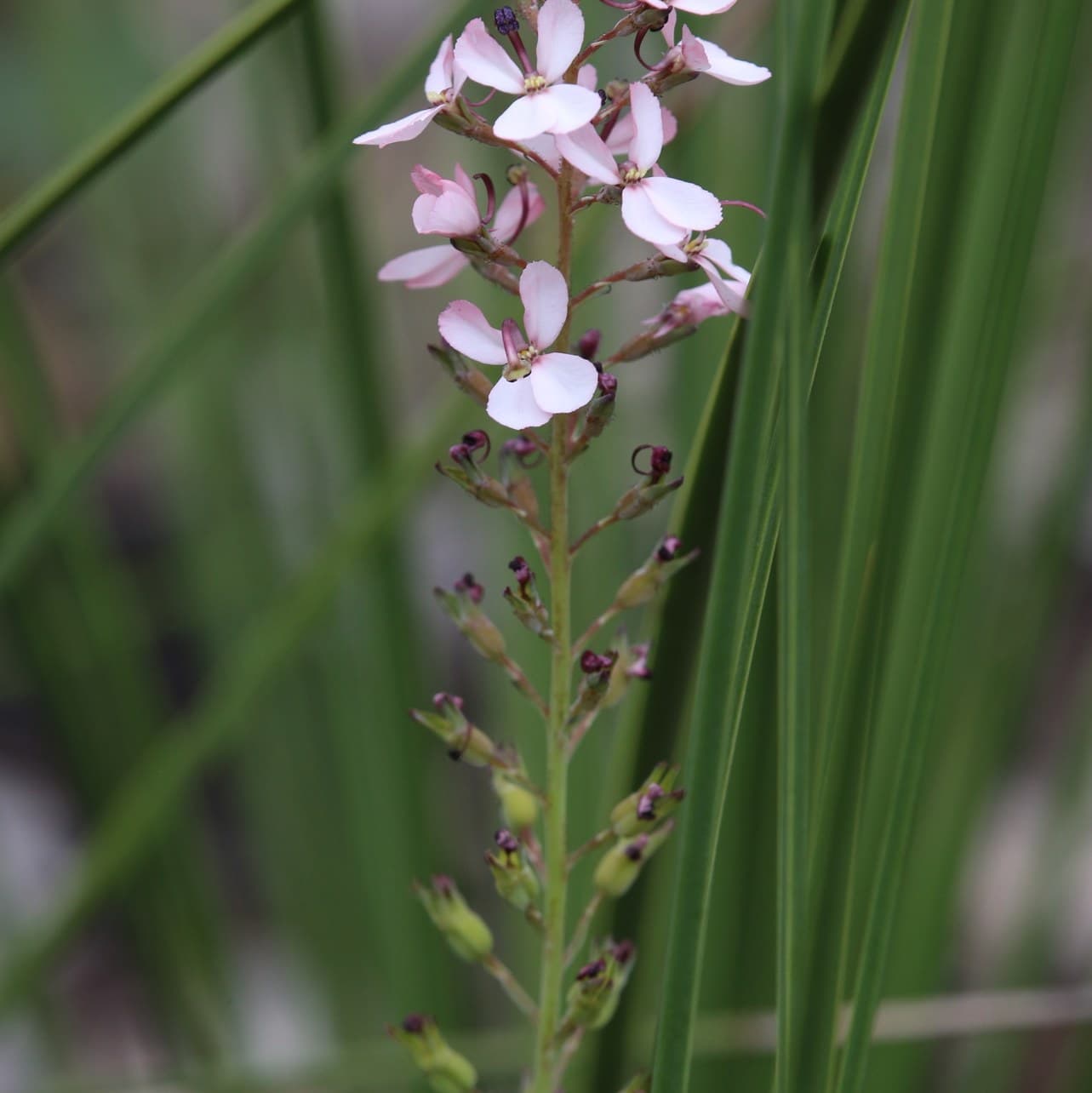 Triggerplant (Stylidium lowrieanum) flowers