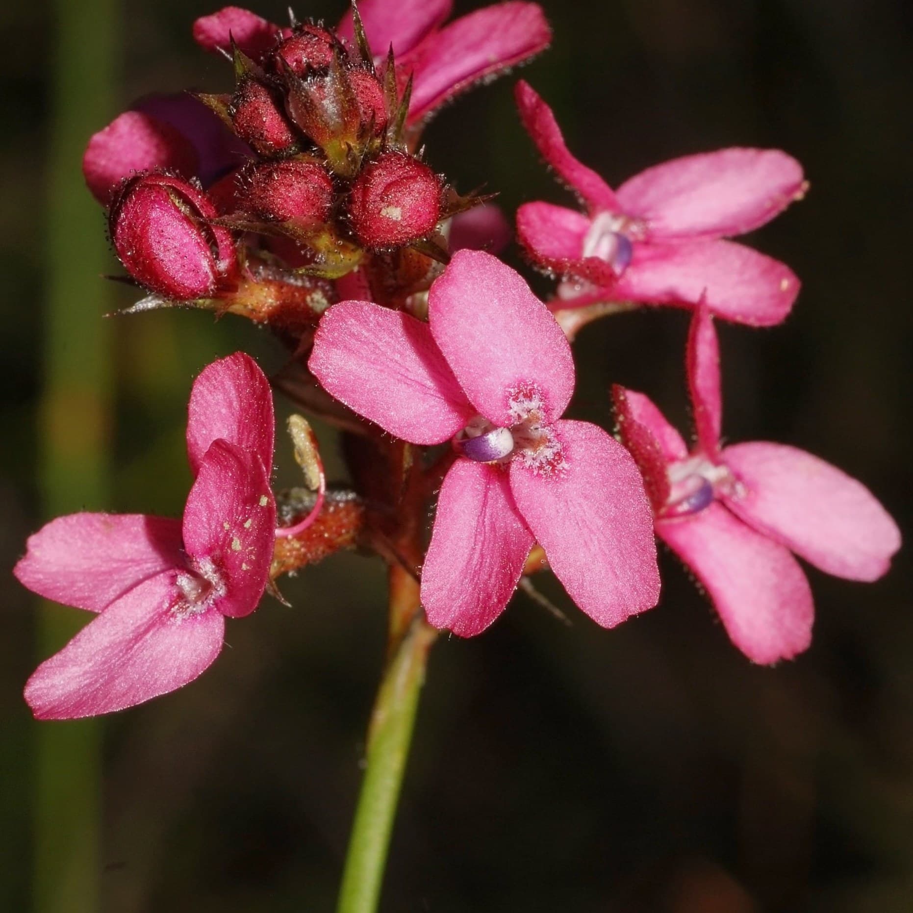 Triggerplant (Stylidium squamosotuberosum) flowers