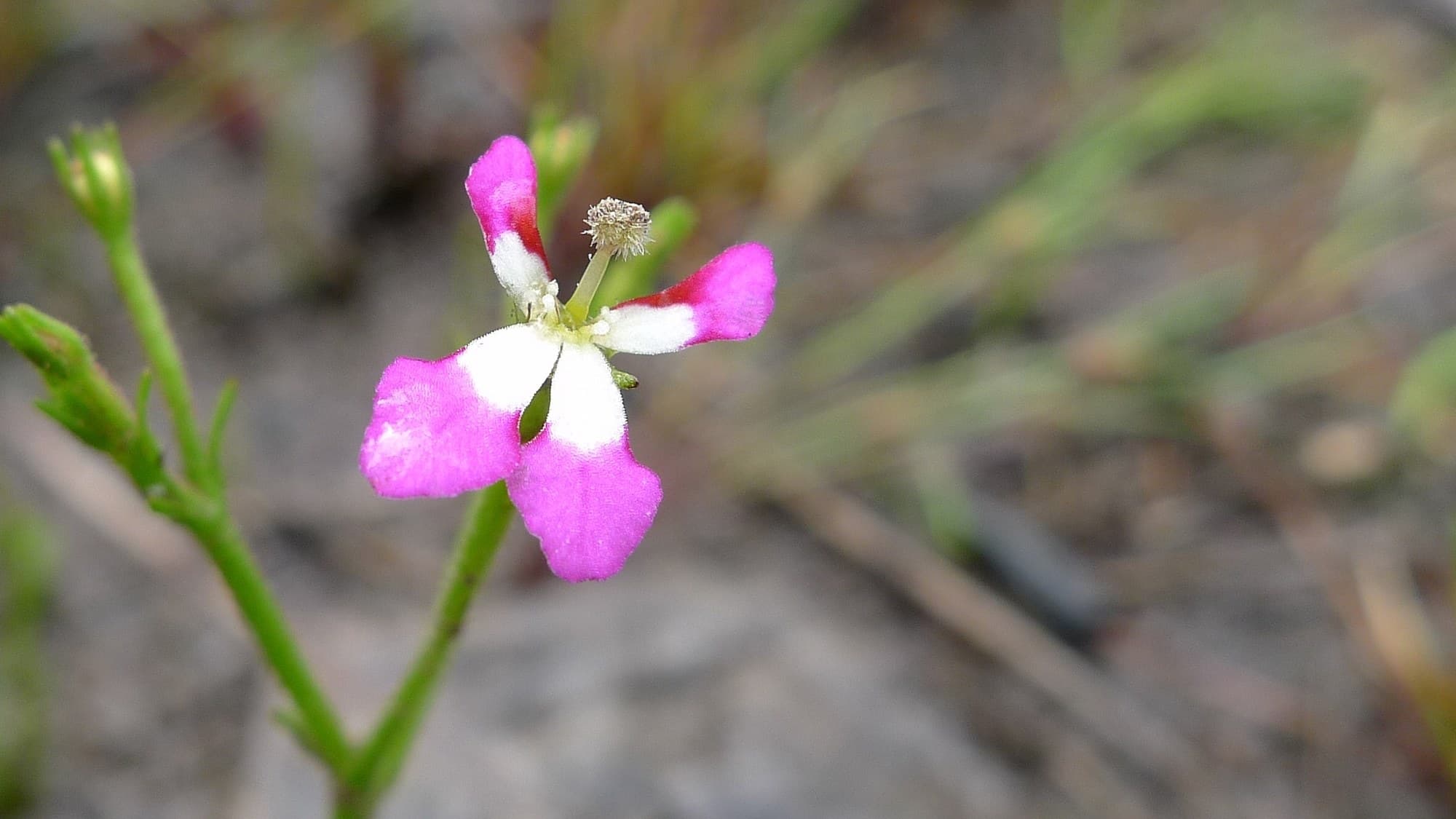 Pink triggerplant (Stylidium) flowers
