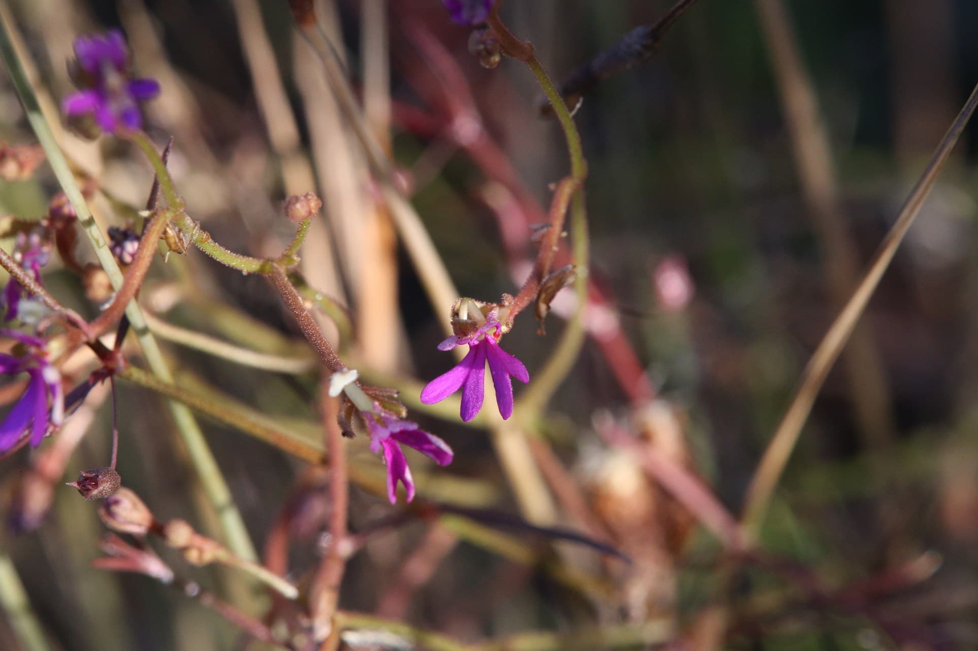 Triggerplant (Stylidium lobuliflorum) flowers