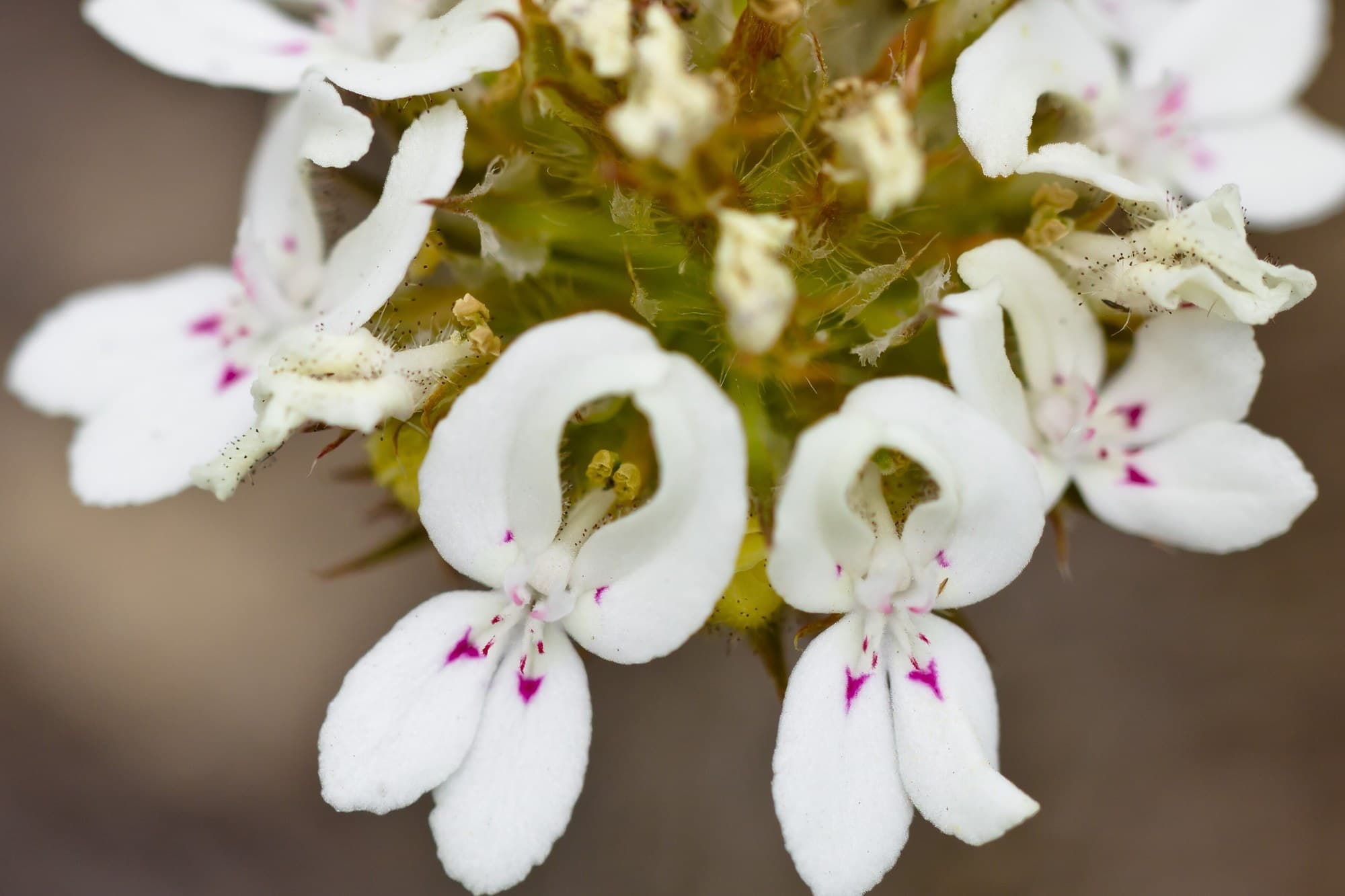 Posy triggerplant (Stylidium crossocephalum) flowers
