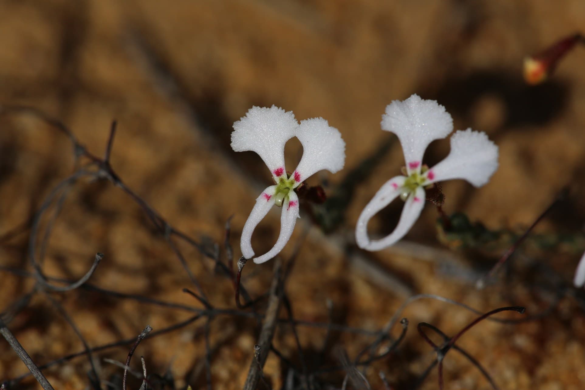Triggerplant (Stylidium choreanthum) flowers