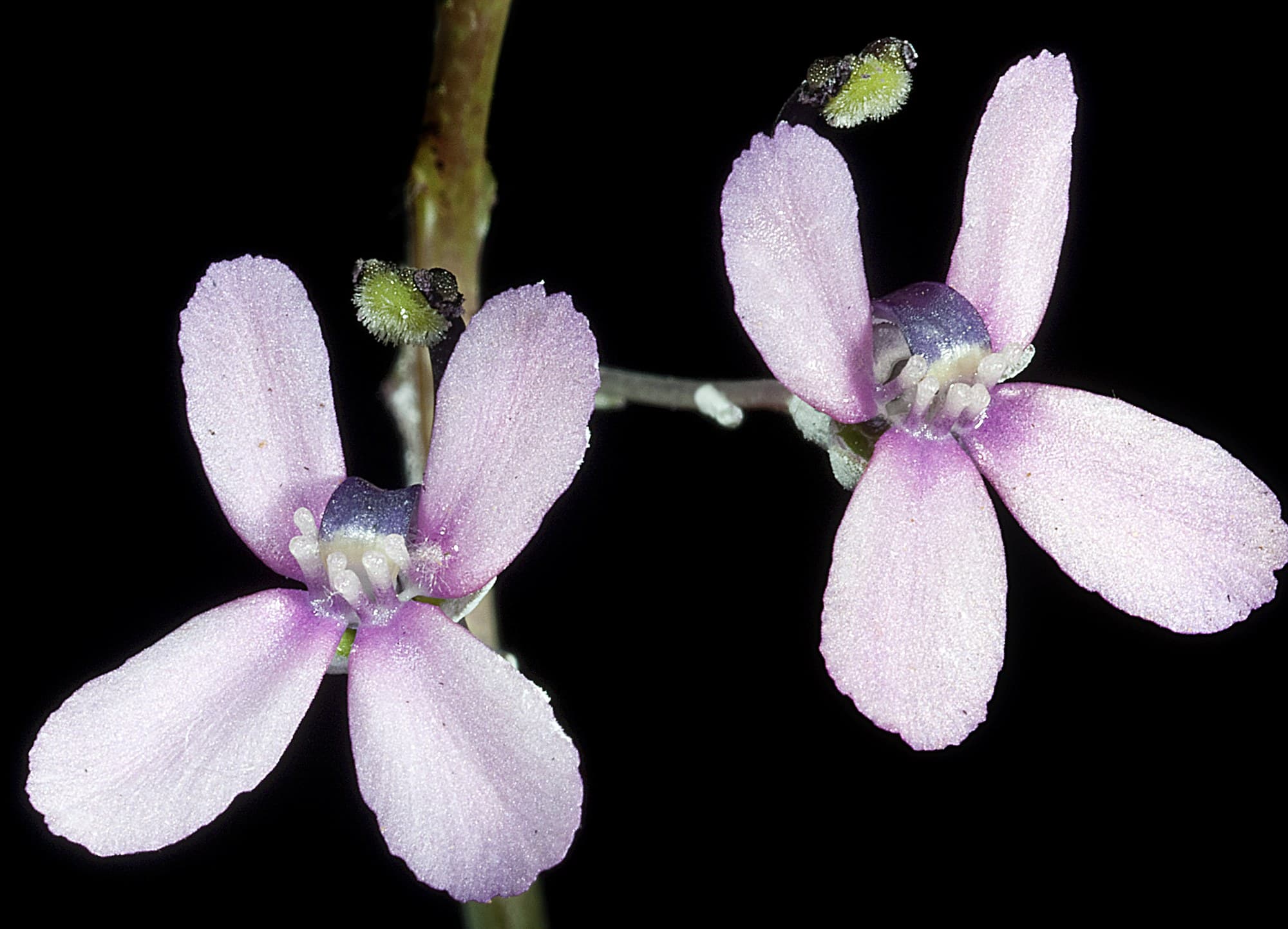 Pink fountain triggerplant (Stylidium brunonianum)