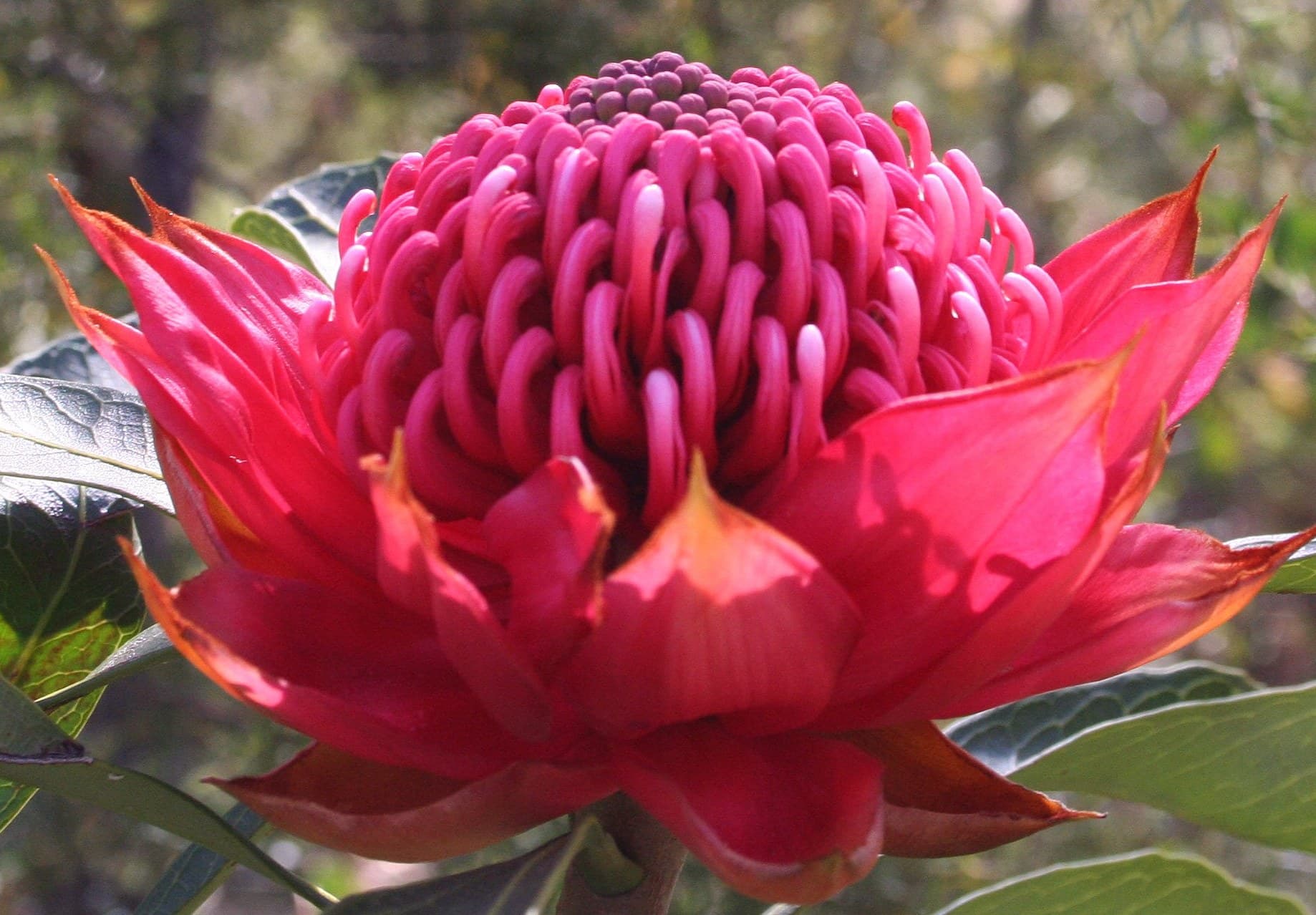 Waratah (Telopea speciosissima) flower