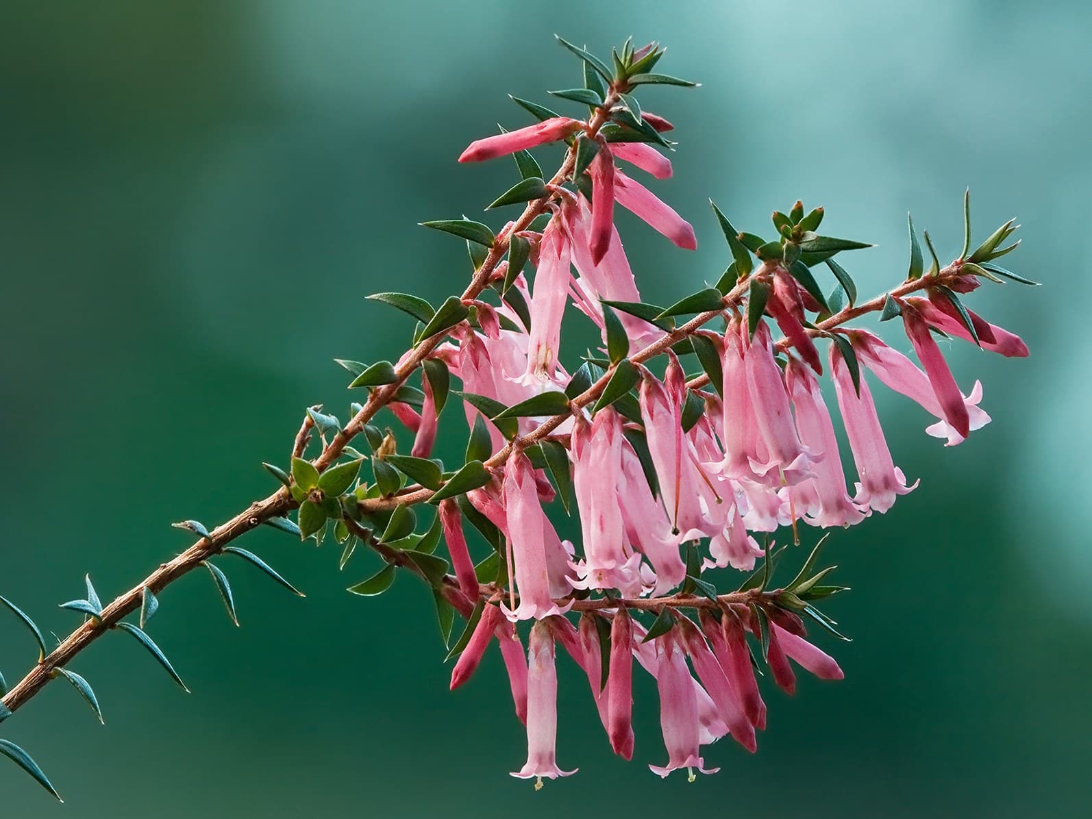 Common heath (Epacris impressa) flowers