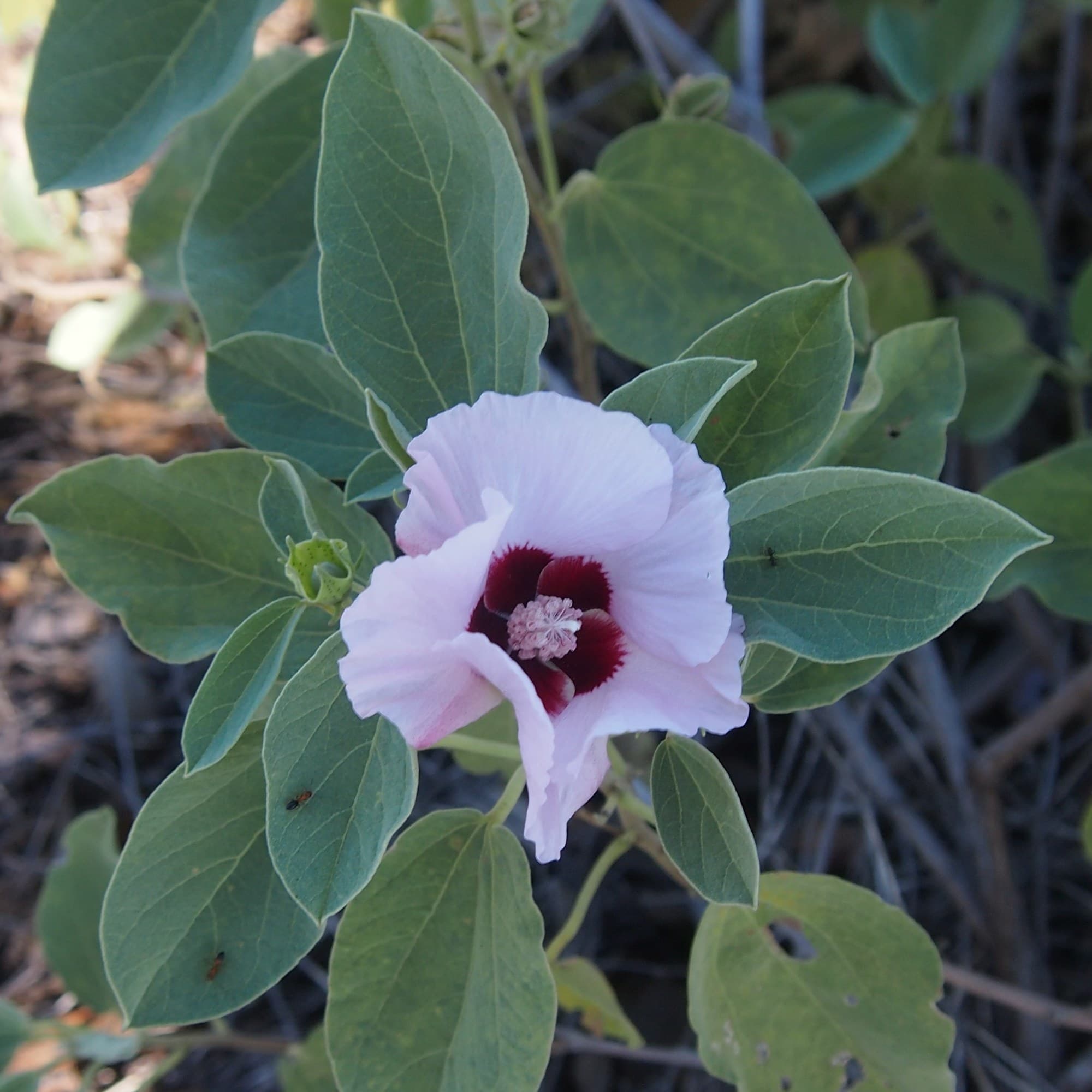 Sturt’s desert rose (Gossypium sturtianum) flowers