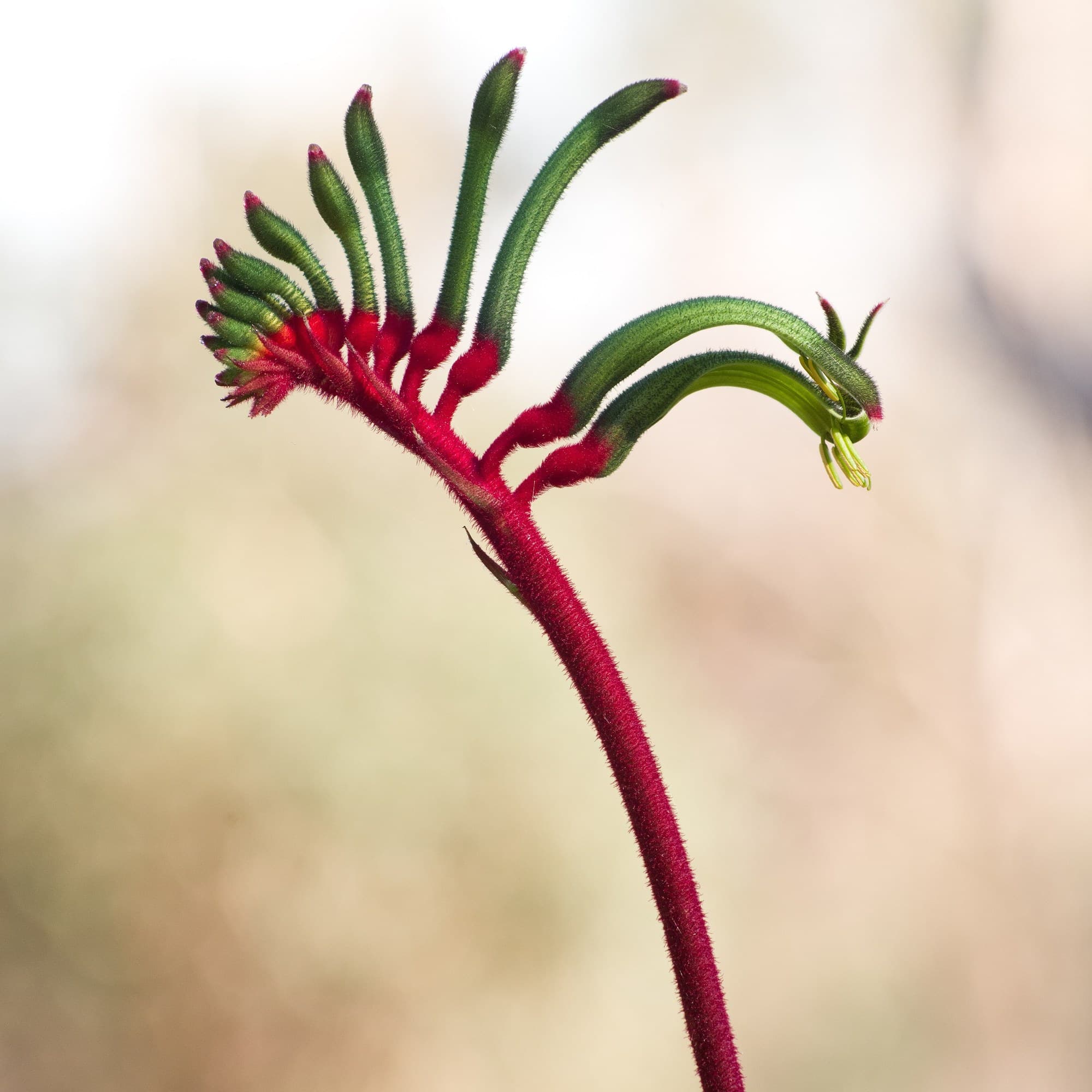 Red and green kangaroo paw (Anigozanthos manglesii) flower