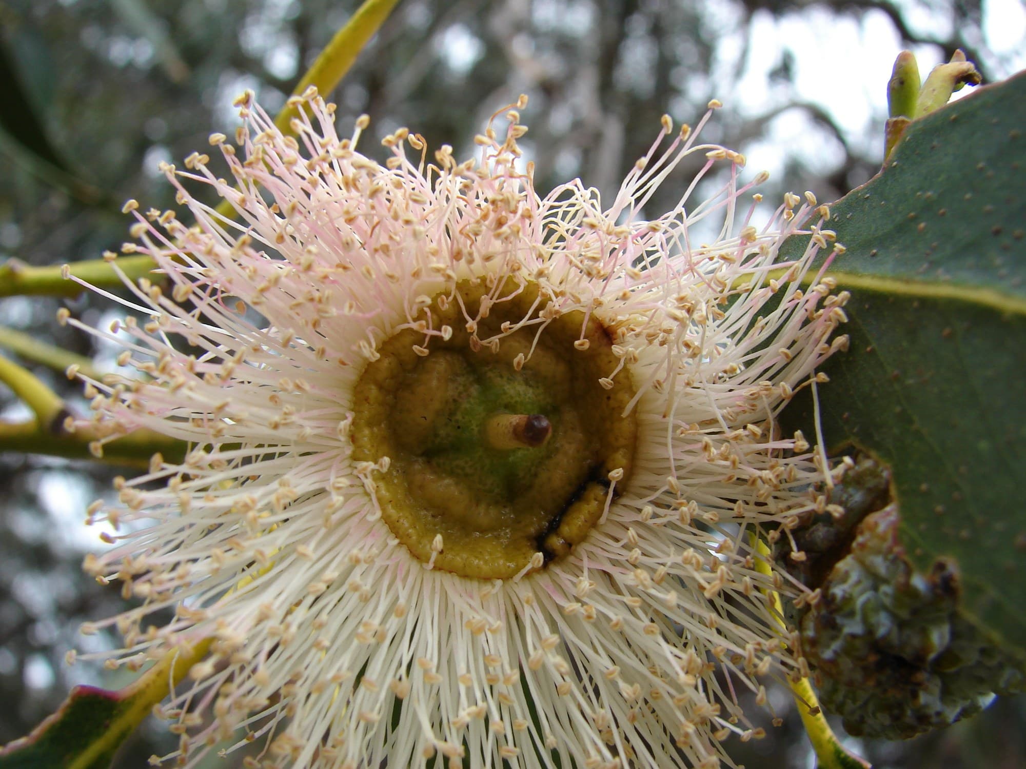 Tasmanian blue gum (Eucalyptus globulus) flower