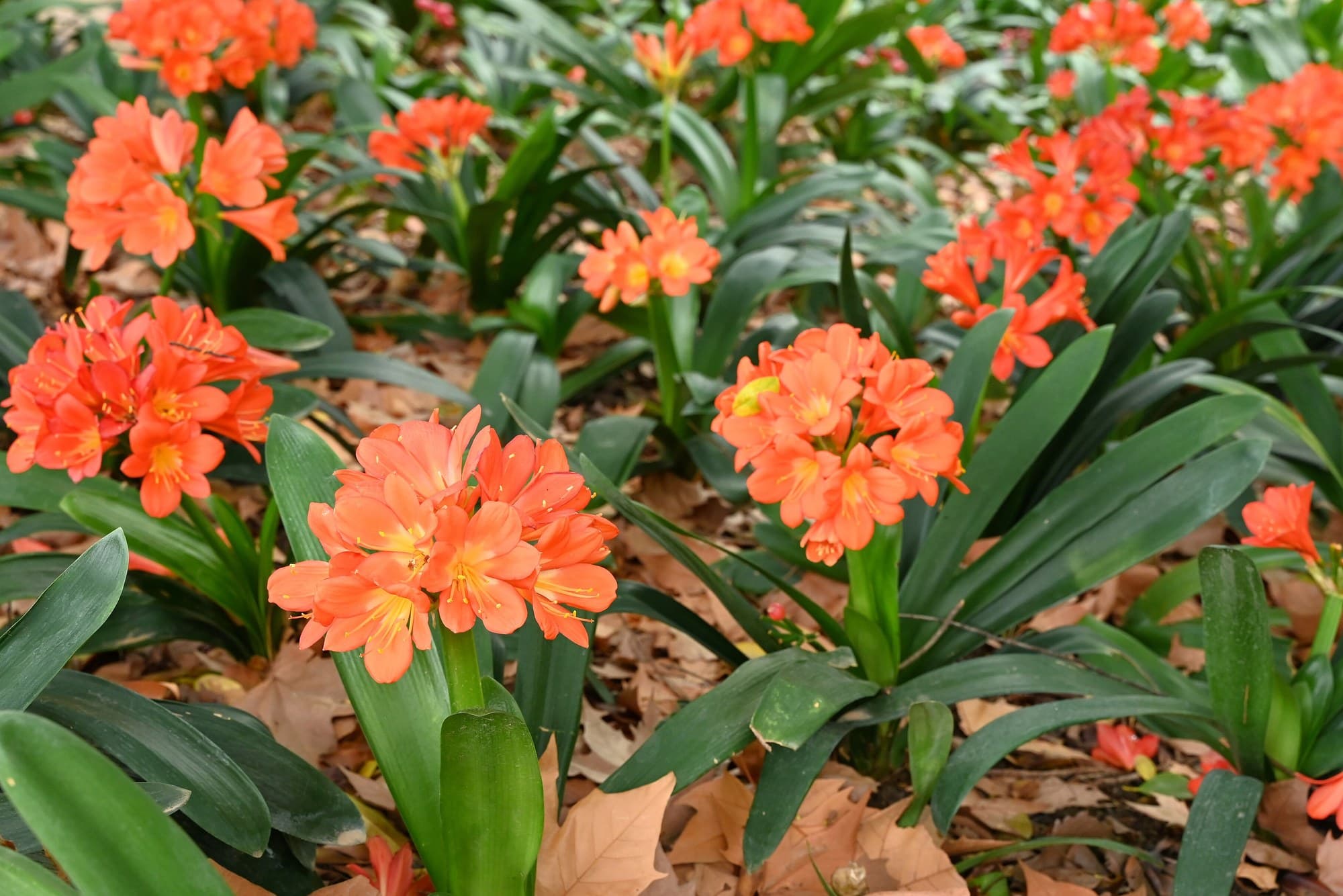 Growing Clivias in Australia: Planting, Care and Flowering Guide