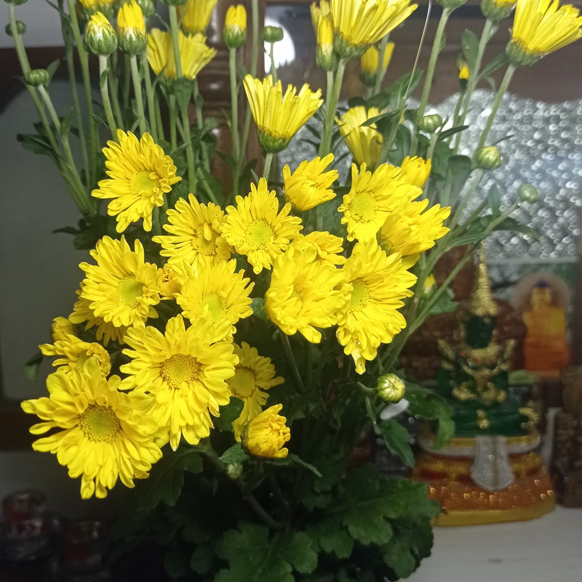 Yellow chrysanthemum flowers