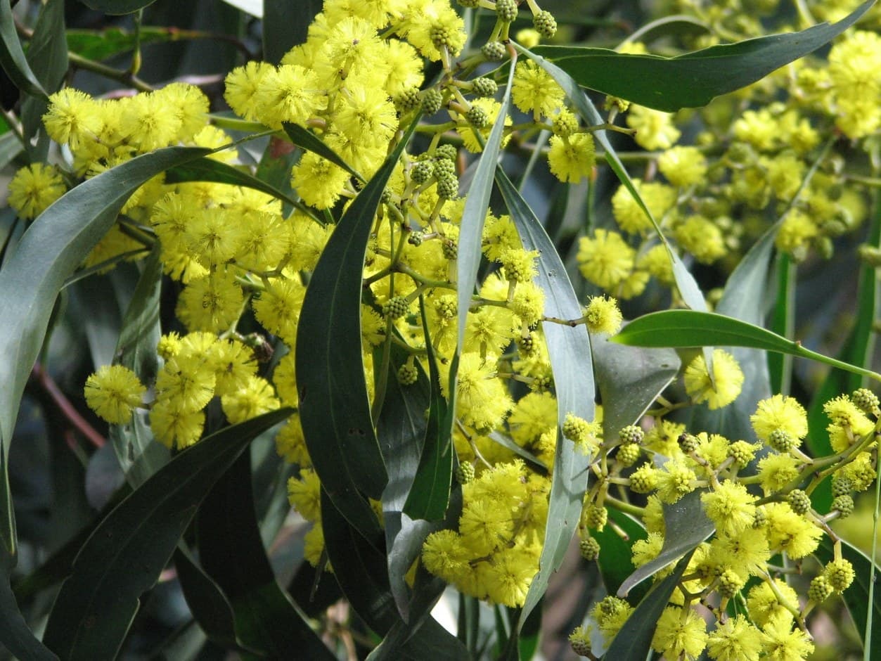 Golden wattle (Acacia pycnantha) flowers