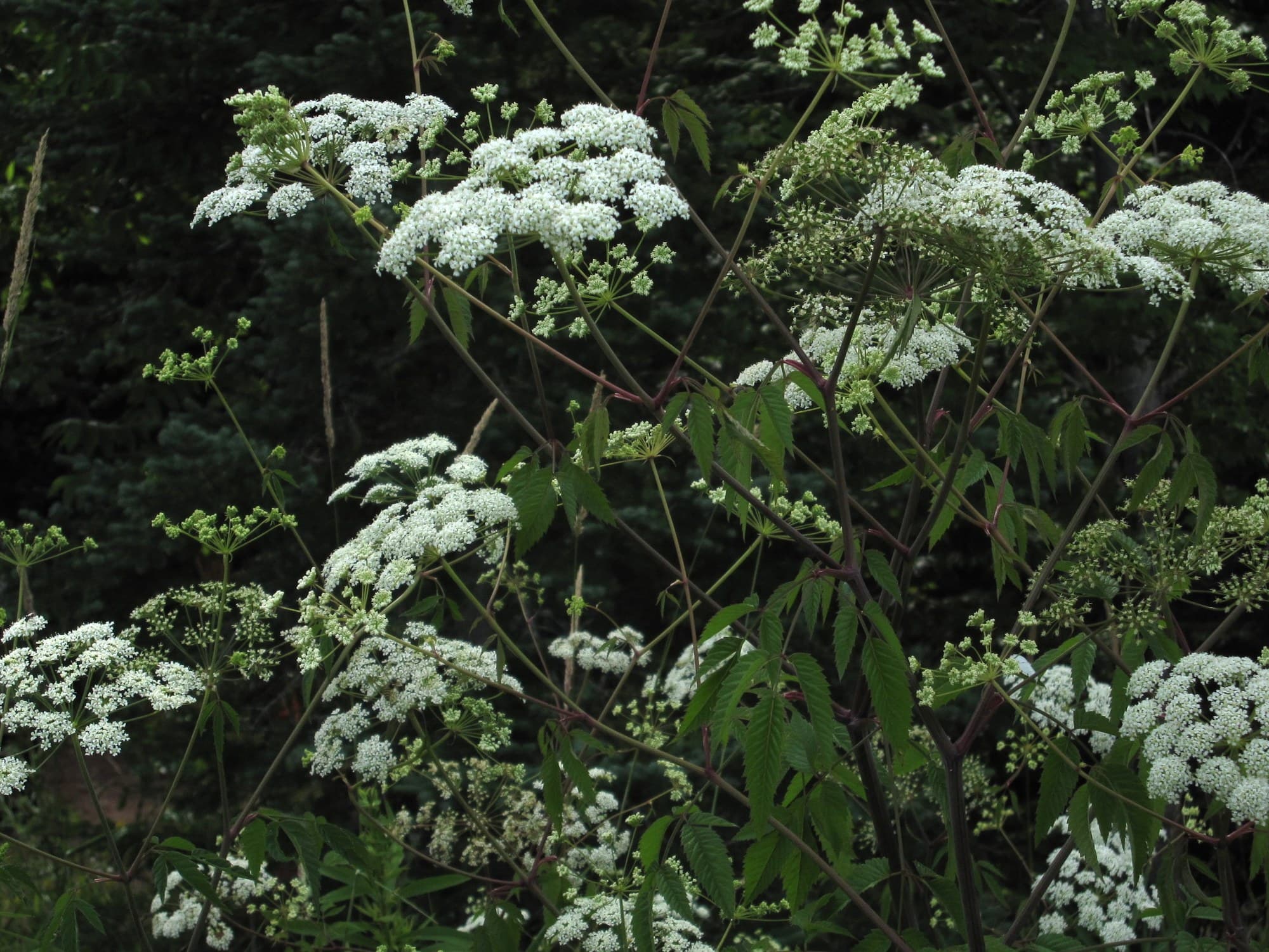 Spotted water hemlock (Cicuta maculata) flowers