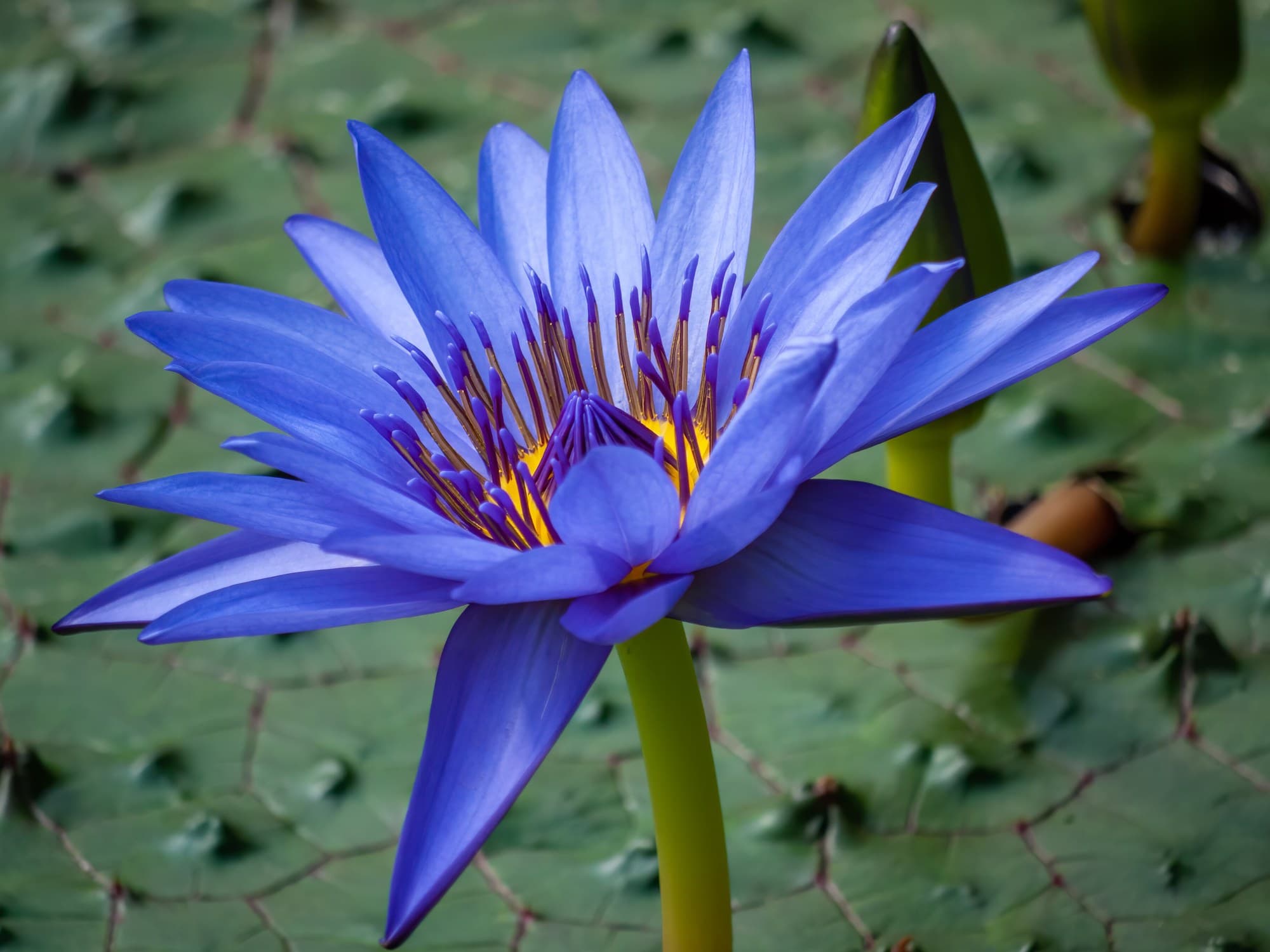 Blue lotus (Nymphaea caerulea), the water lily the ancient Egyptians used in arrangements
