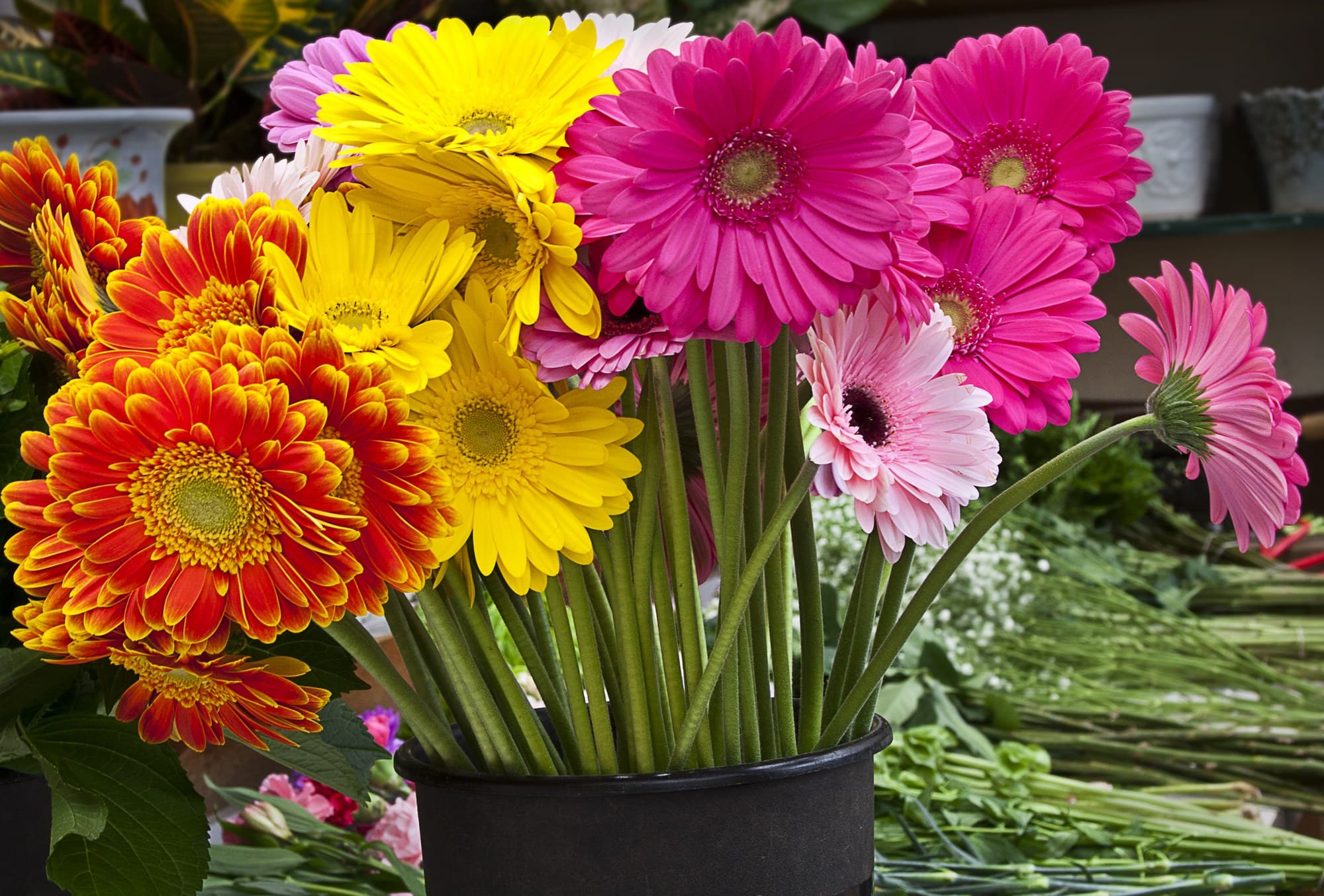 Bouquet of gerberas