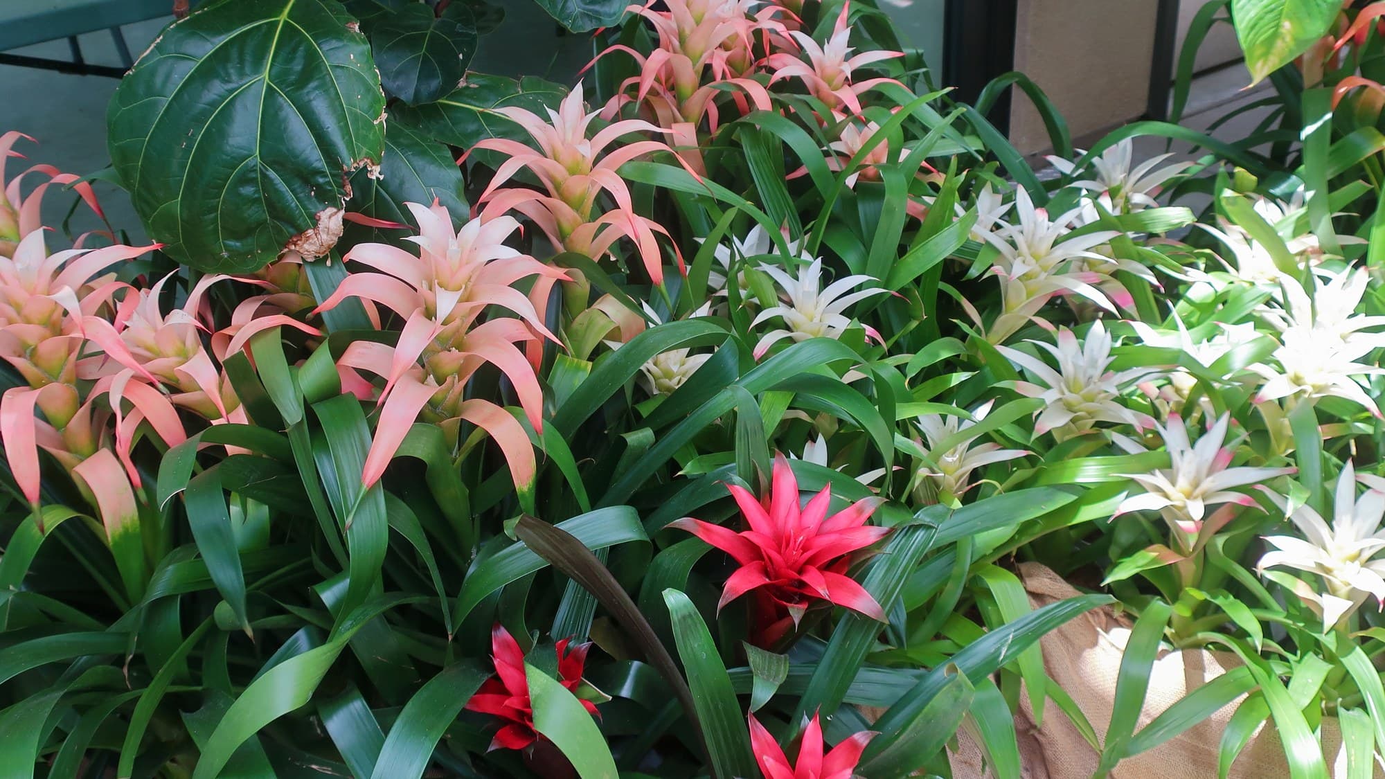 Growing Bromeliads in Australia: Care, Watering and Propagation Guide