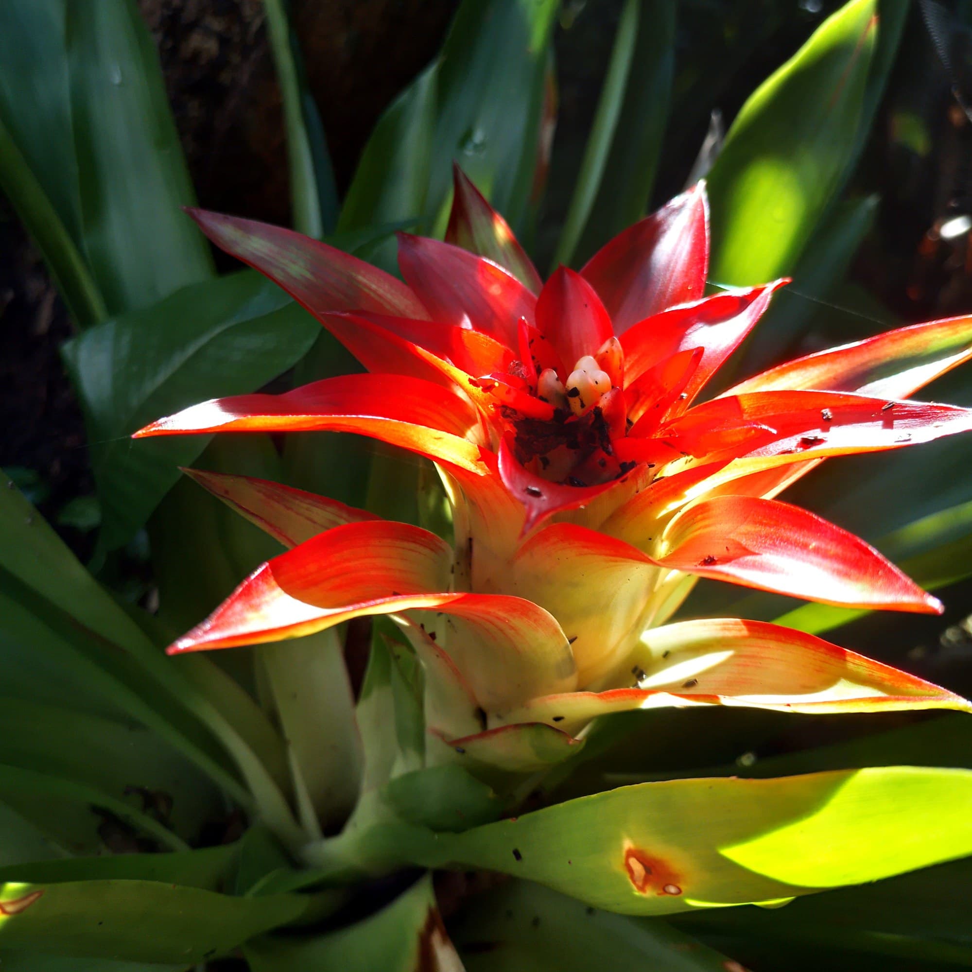 Red-orange Guzmania lingulata bromeliad flower