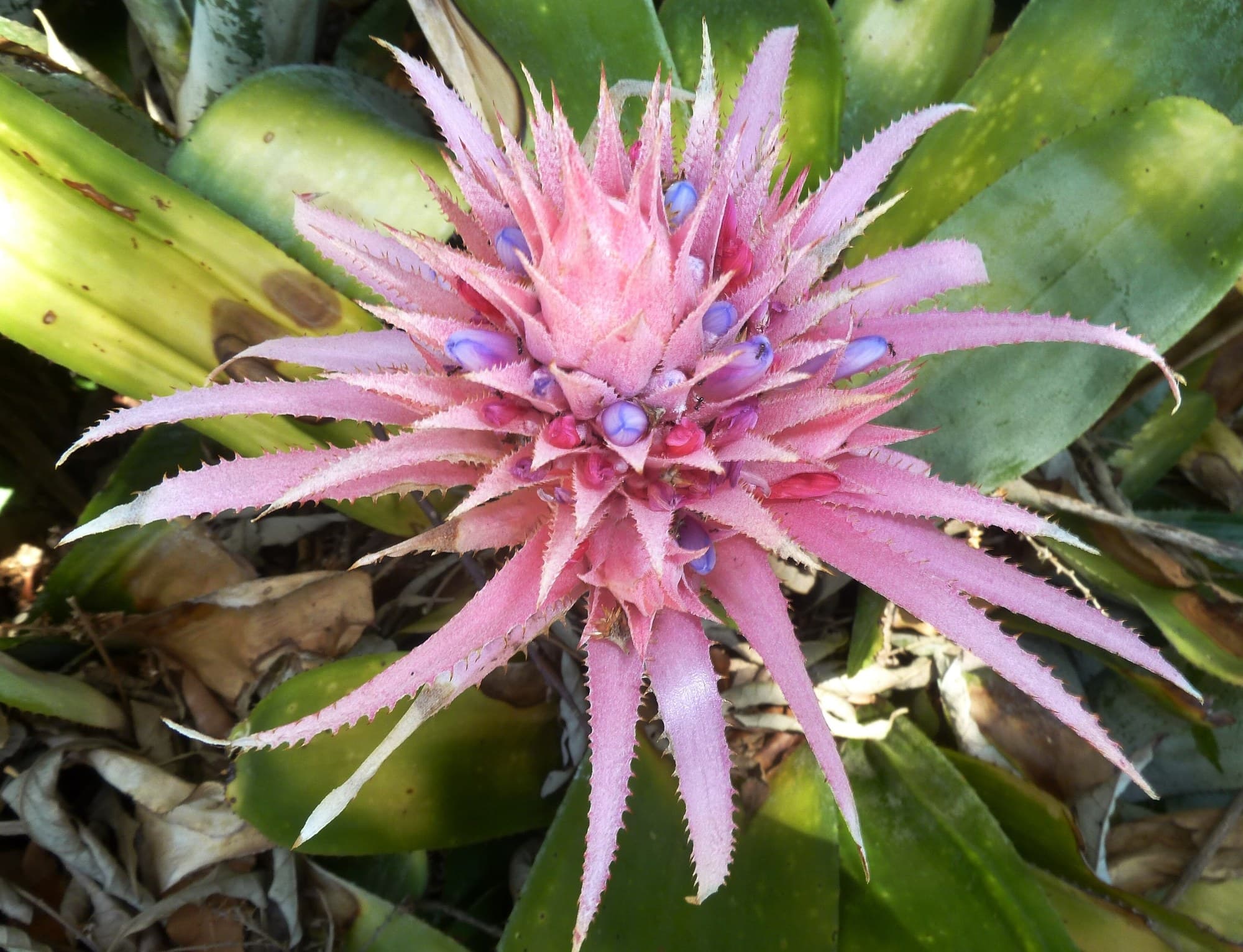 Pink Aechmea fasciata (urn plant) flower head