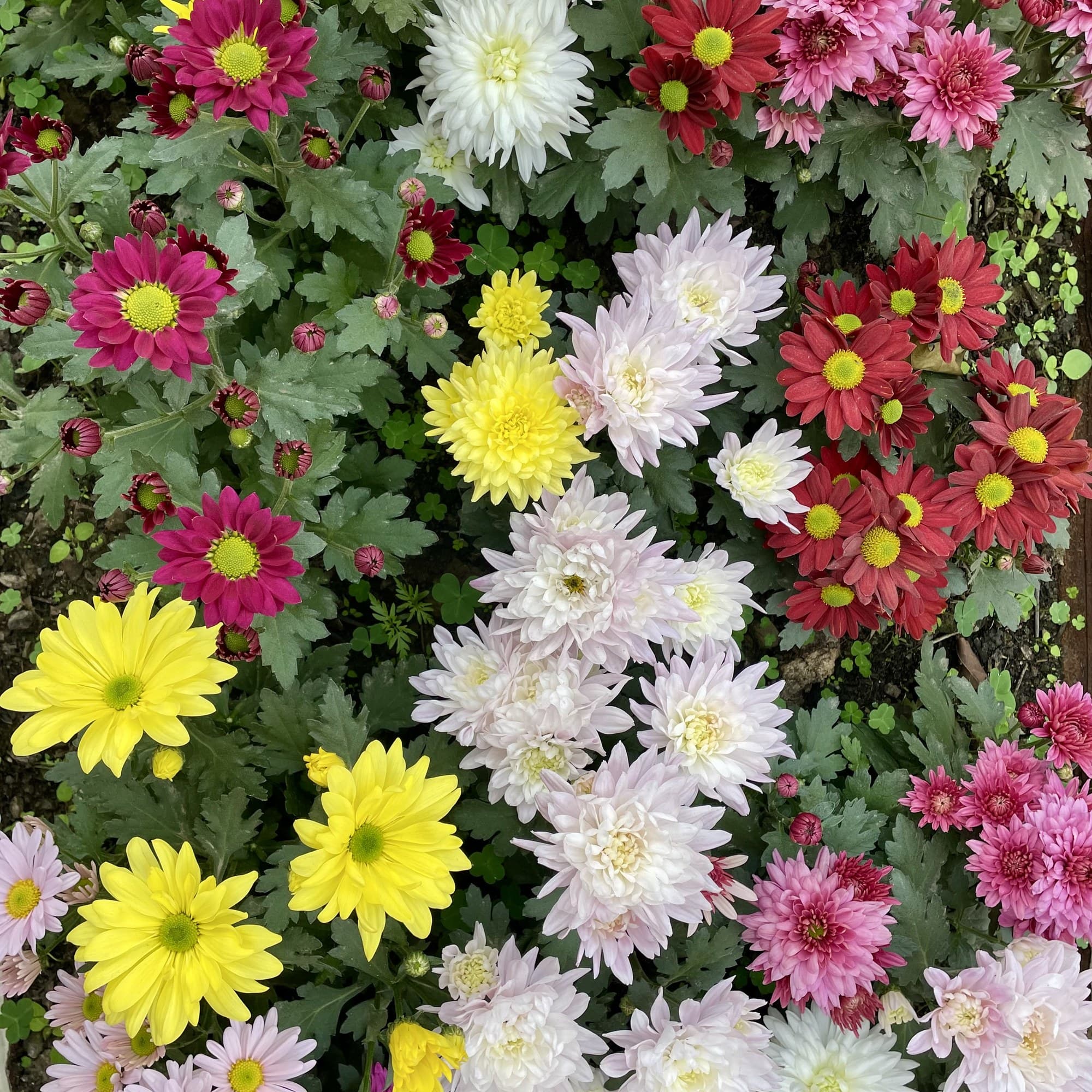 Florist’s chrysanthemums (Chrysanthemum × morifolium) in mixed colours