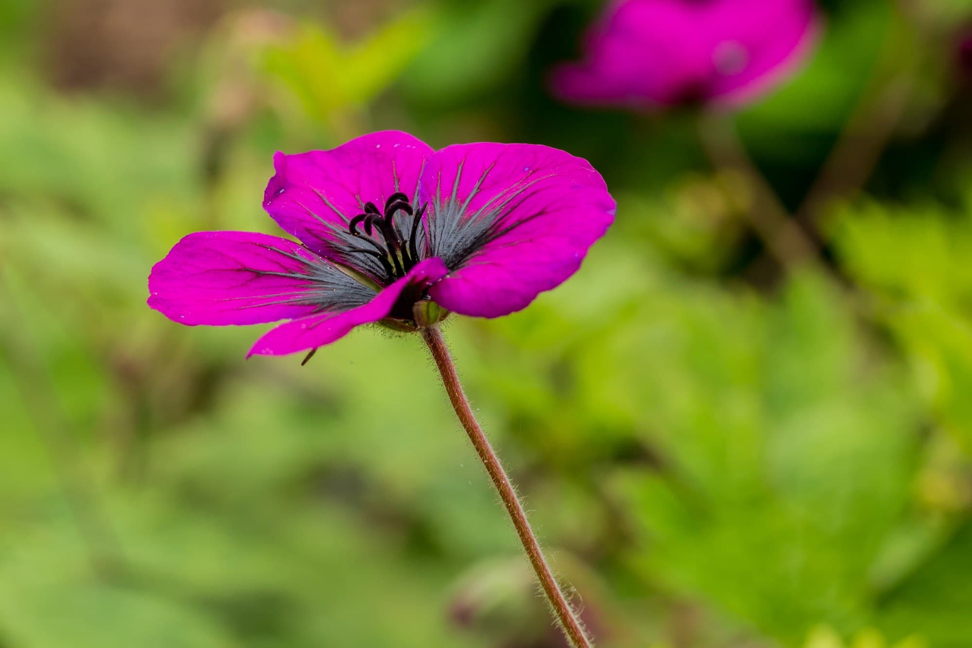 Geraniums and Pelargoniums: How to Grow, Care for and Propagate Them