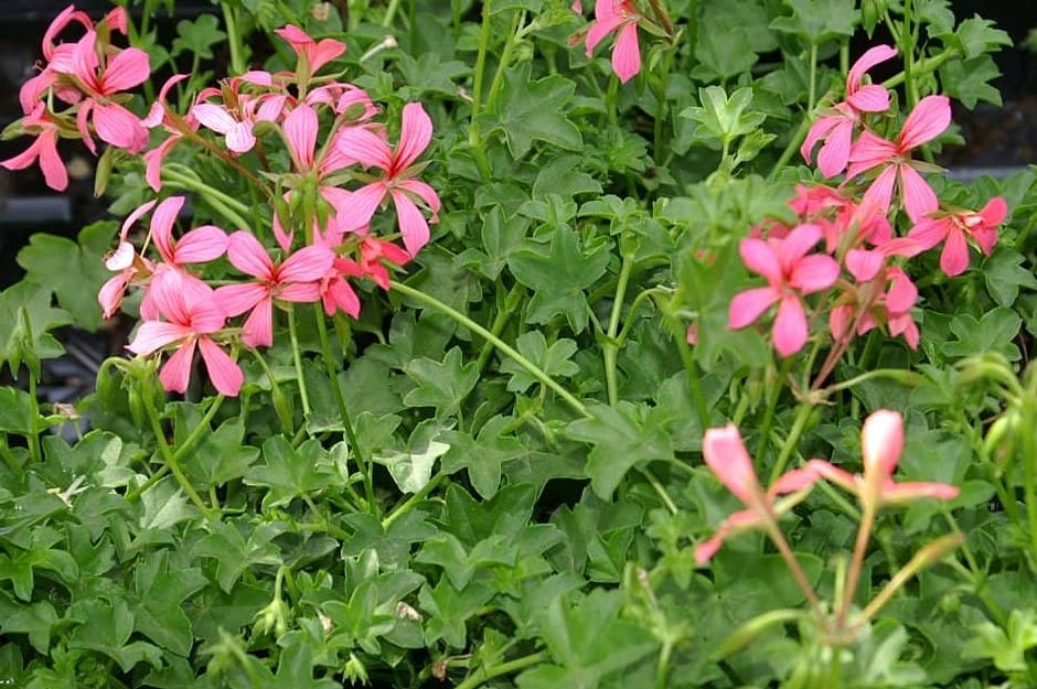 Pink ivy-leaf pelargonium (Pelargonium peltatum) flowers