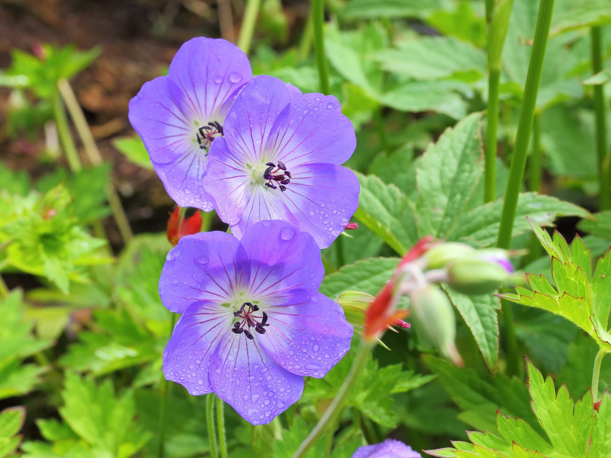 Violet-blue Geranium ‘Rozanne’ cranesbill flowers