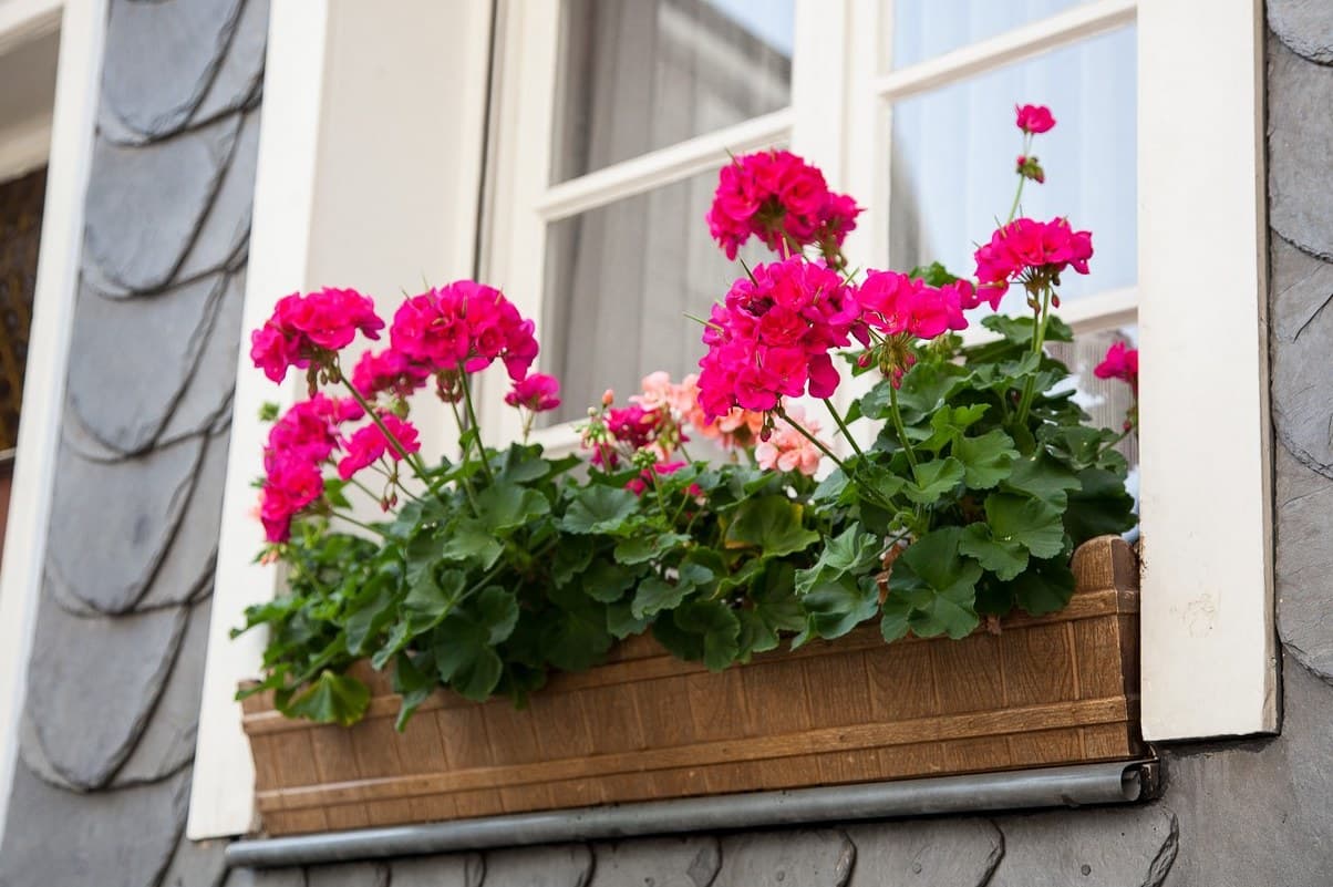 Red and pink geraniums in a timber window box