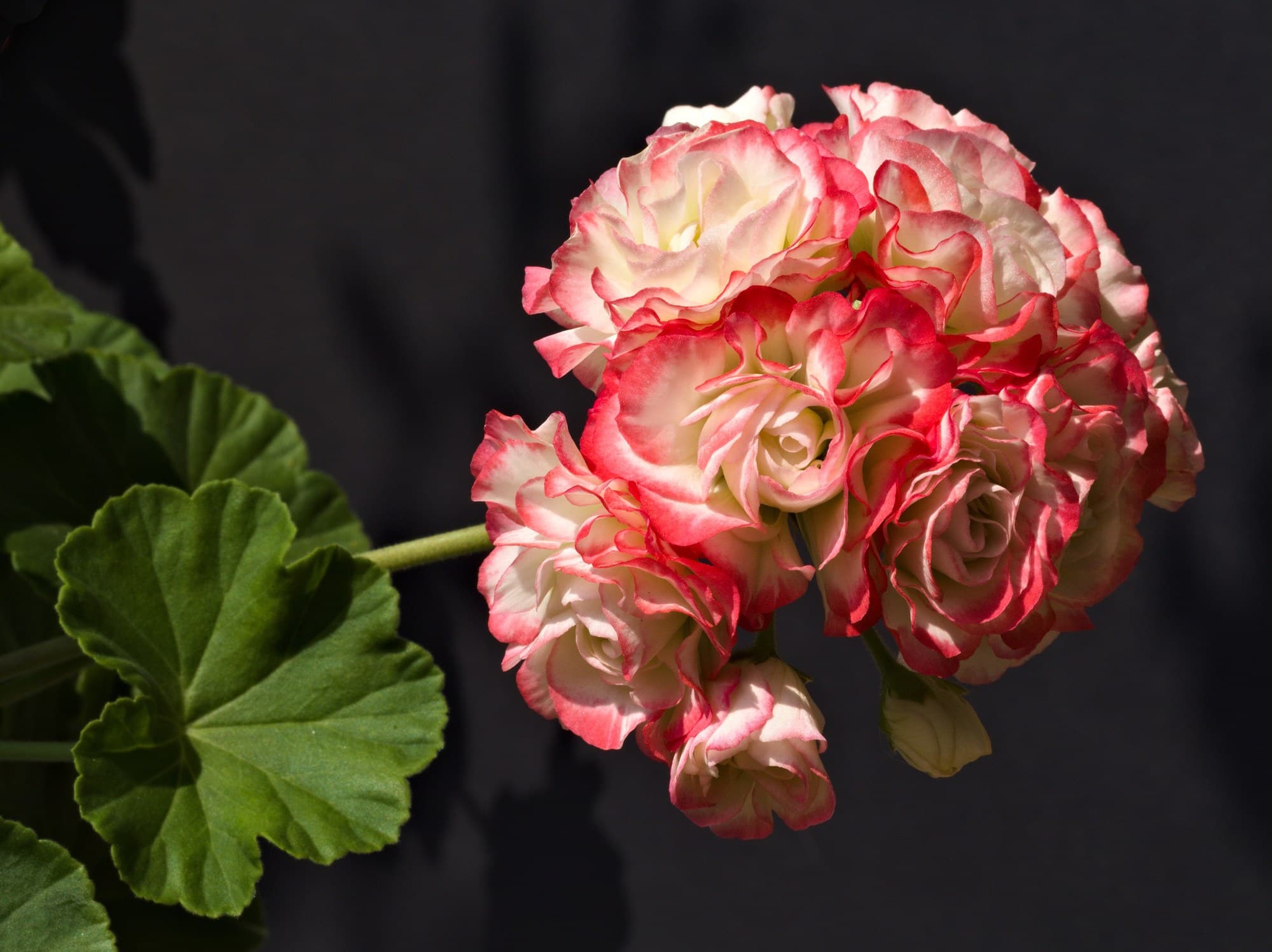 Pink and white rosebud pelargonium flowers