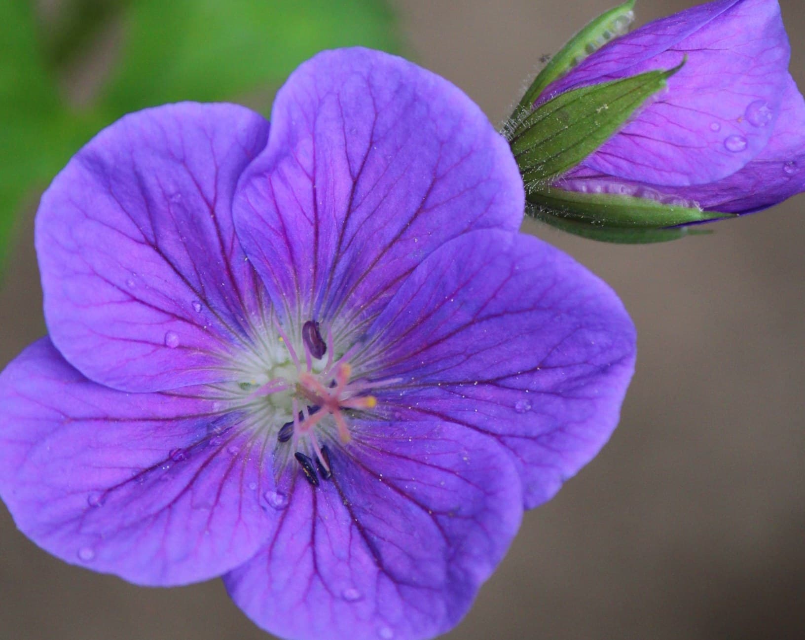 Purple Geranium himalayense flowers