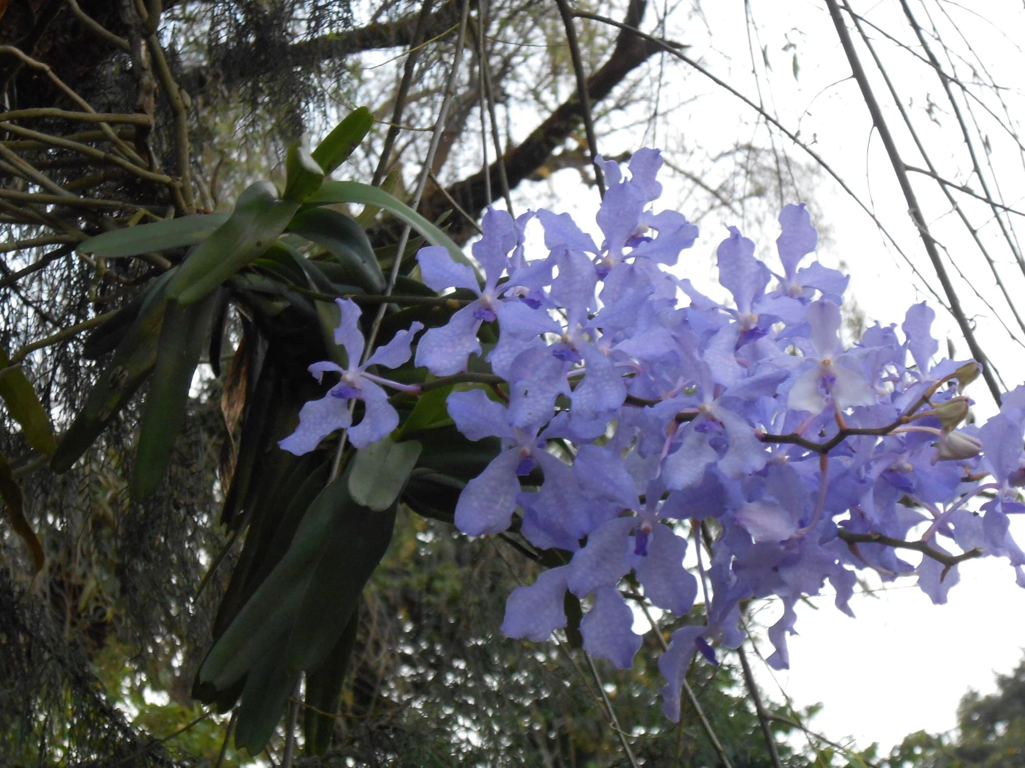 Blue-violet Vanda coerulea orchid flowers