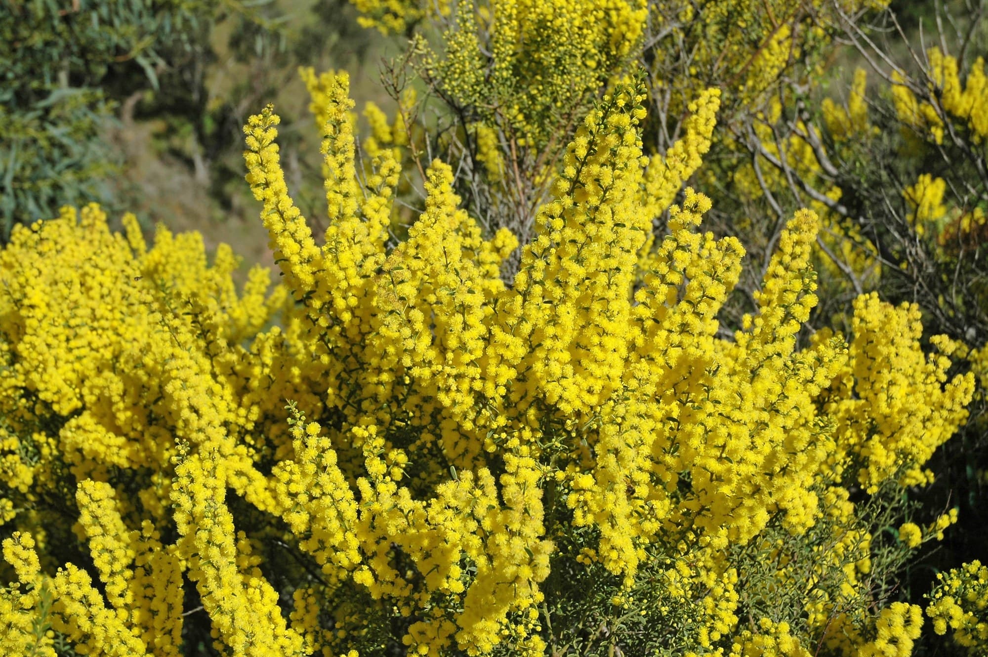 The Australian Wattle Tree: Our National Floral Emblem Explained