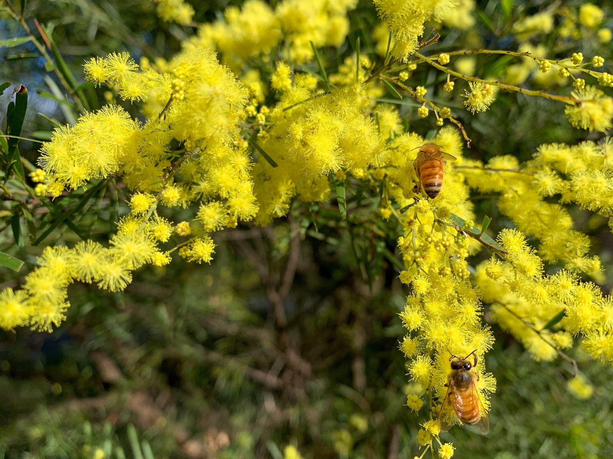 Bees on fringe wattle (Acacia fimbriata) flowers