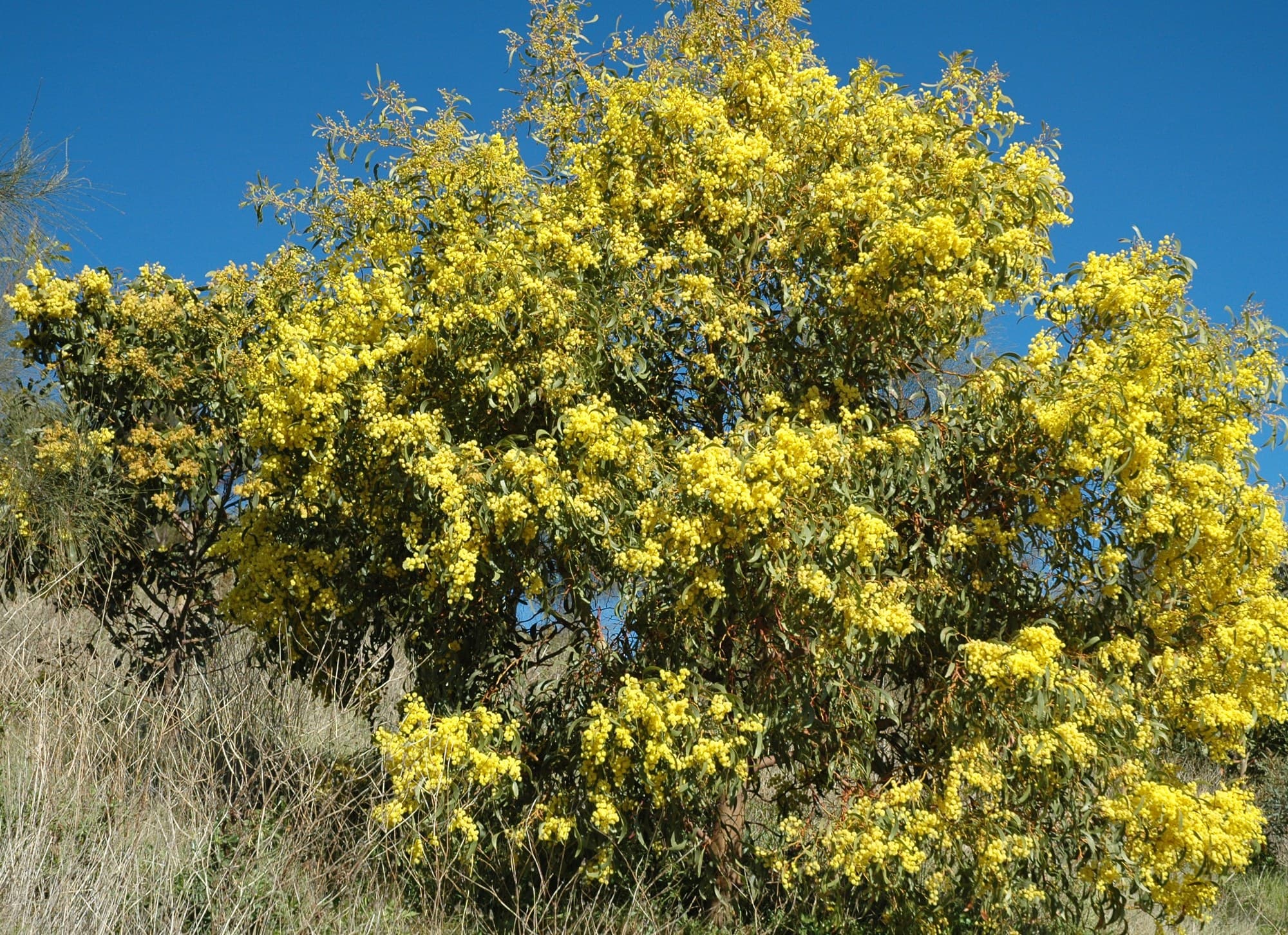 Golden wattle shrub flowering in the bush