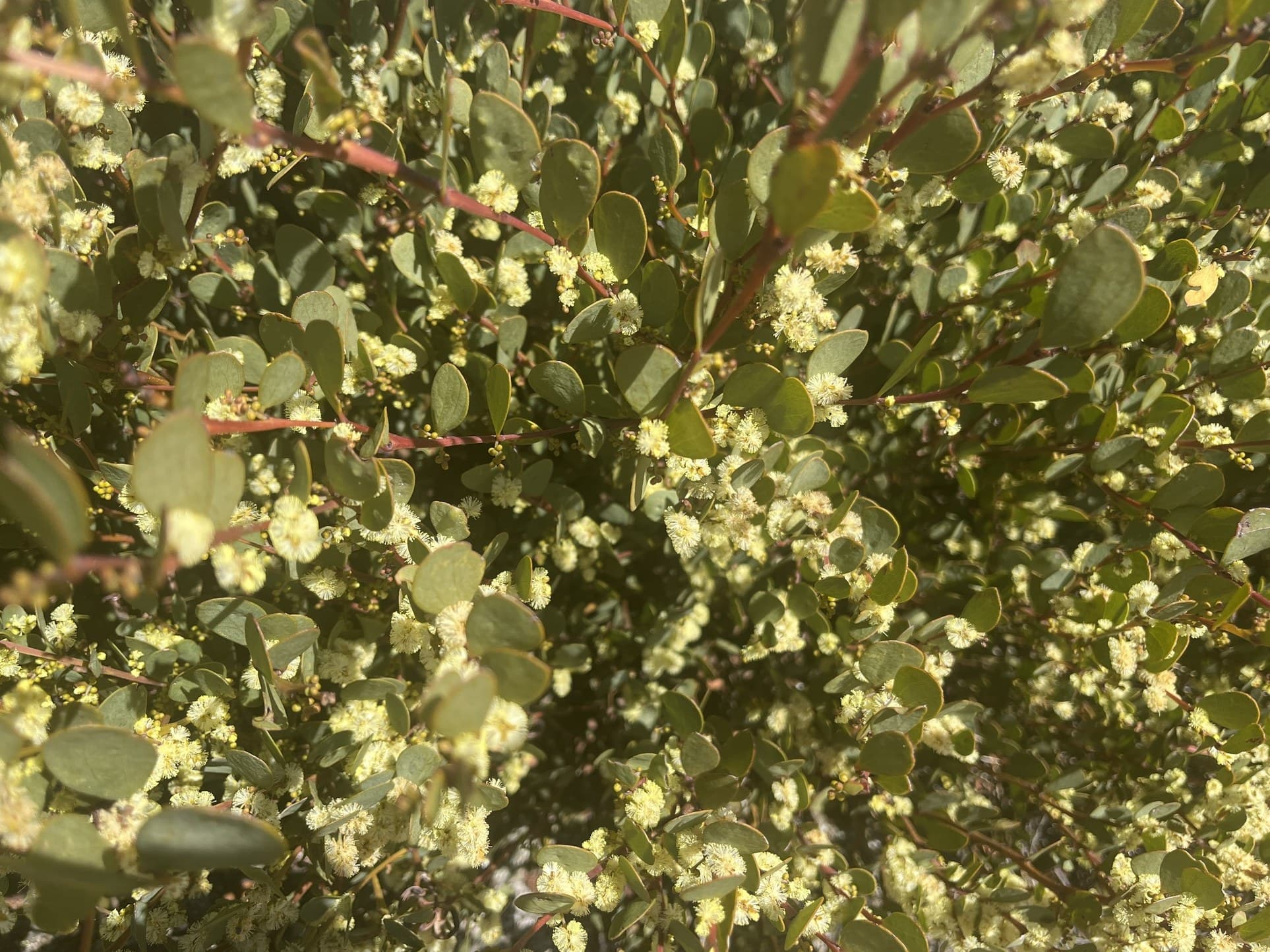 Alpine wattle (Acacia alpina) shrub with green leaves