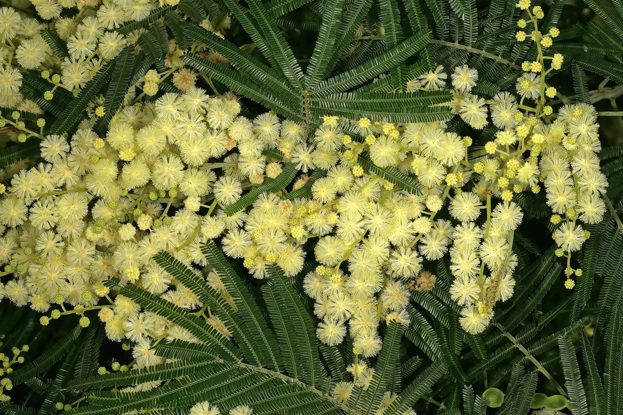 Black wattle (Acacia mearnsii) flowerheads