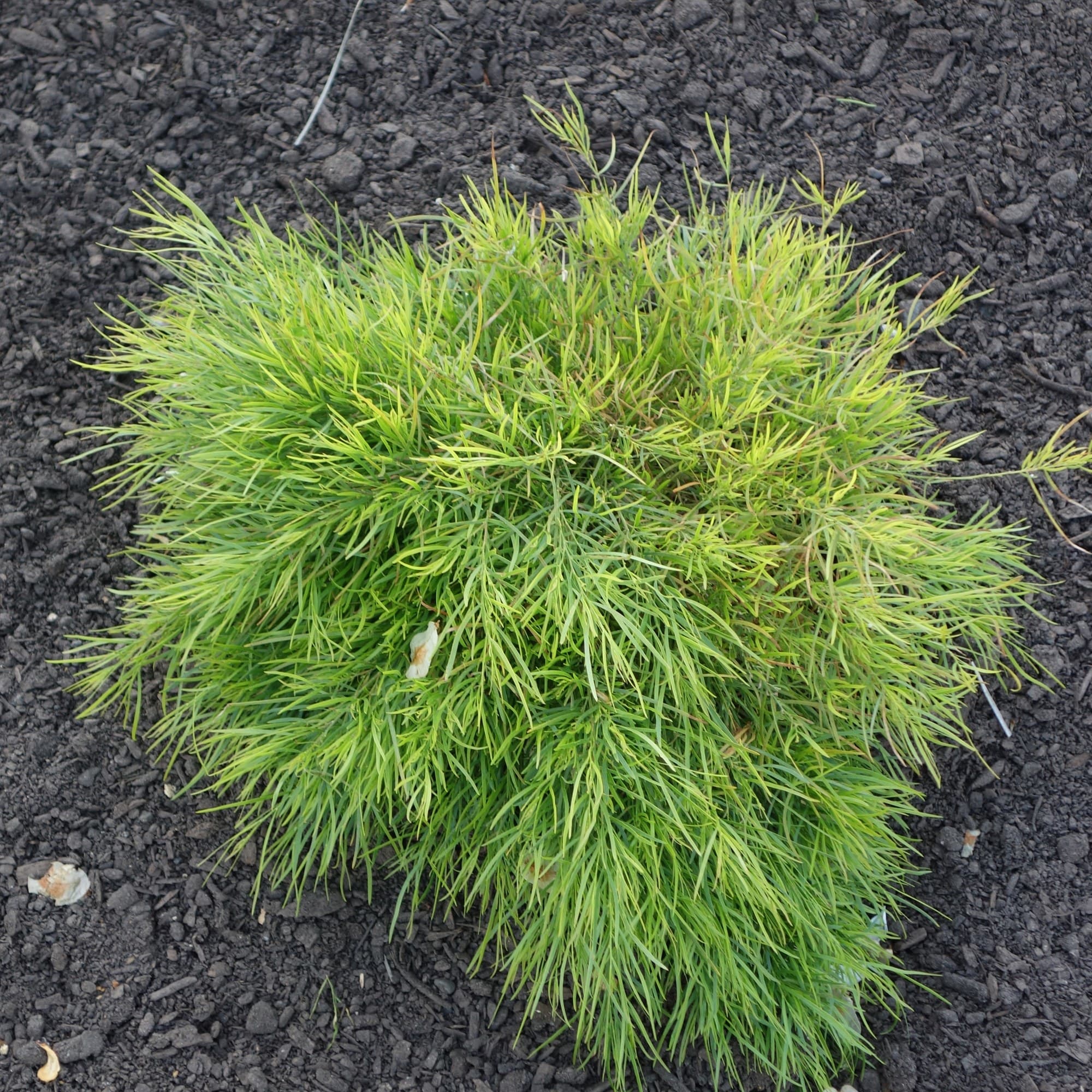 Acacia cognata ‘Limelight’ shrub in a garden bed