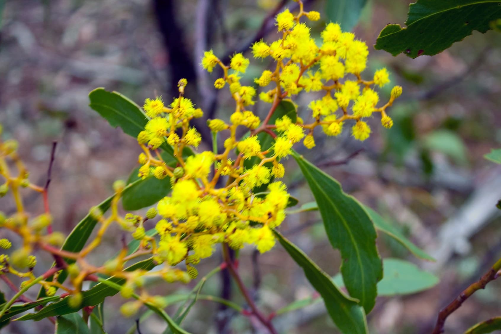 Golden wattle flowers with green leaves