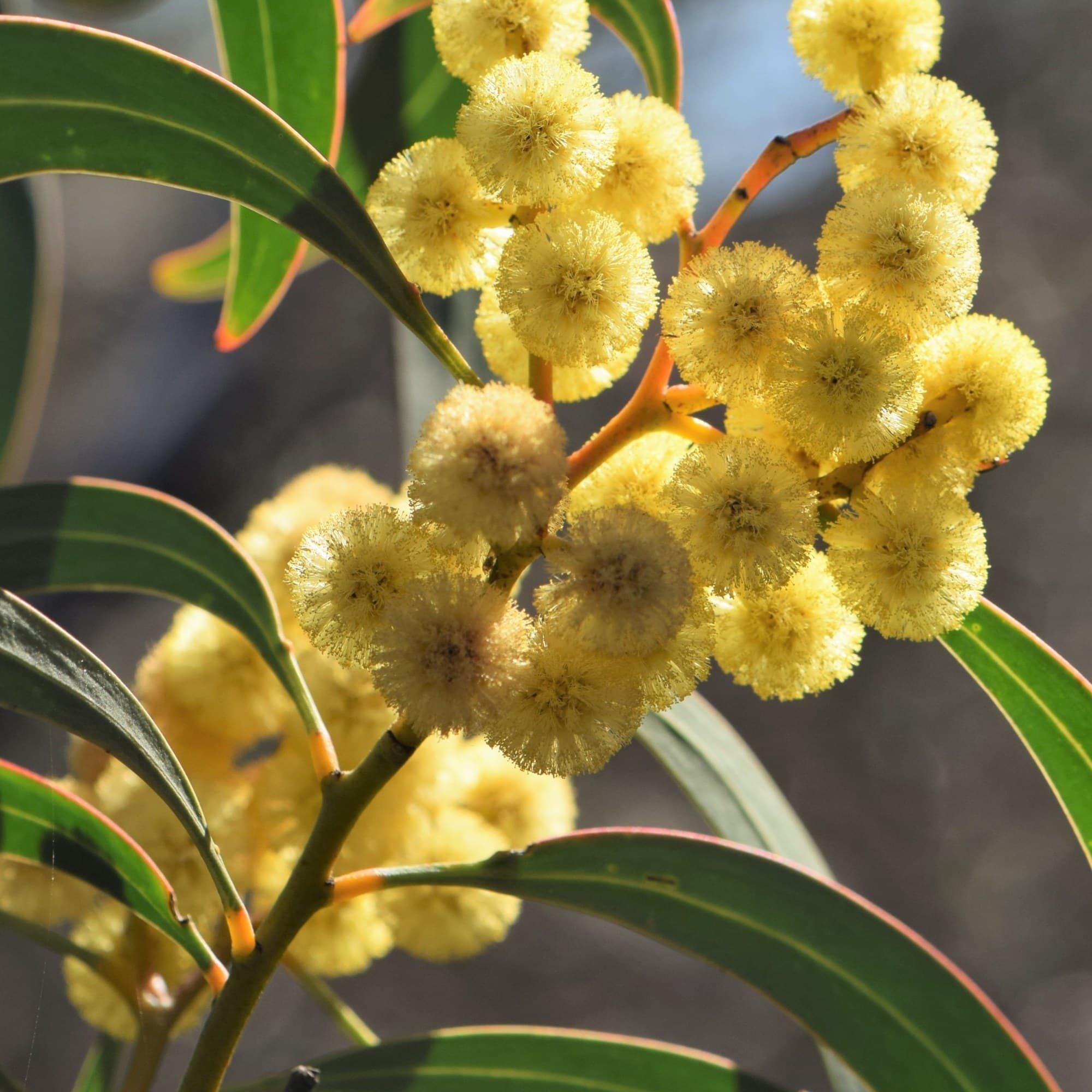 Golden wattle flower balls among the leaves