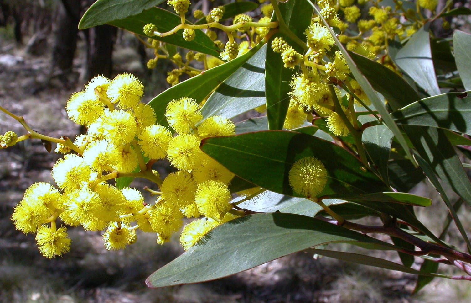 Golden wattle (Acacia pycnantha) flowers in bloom