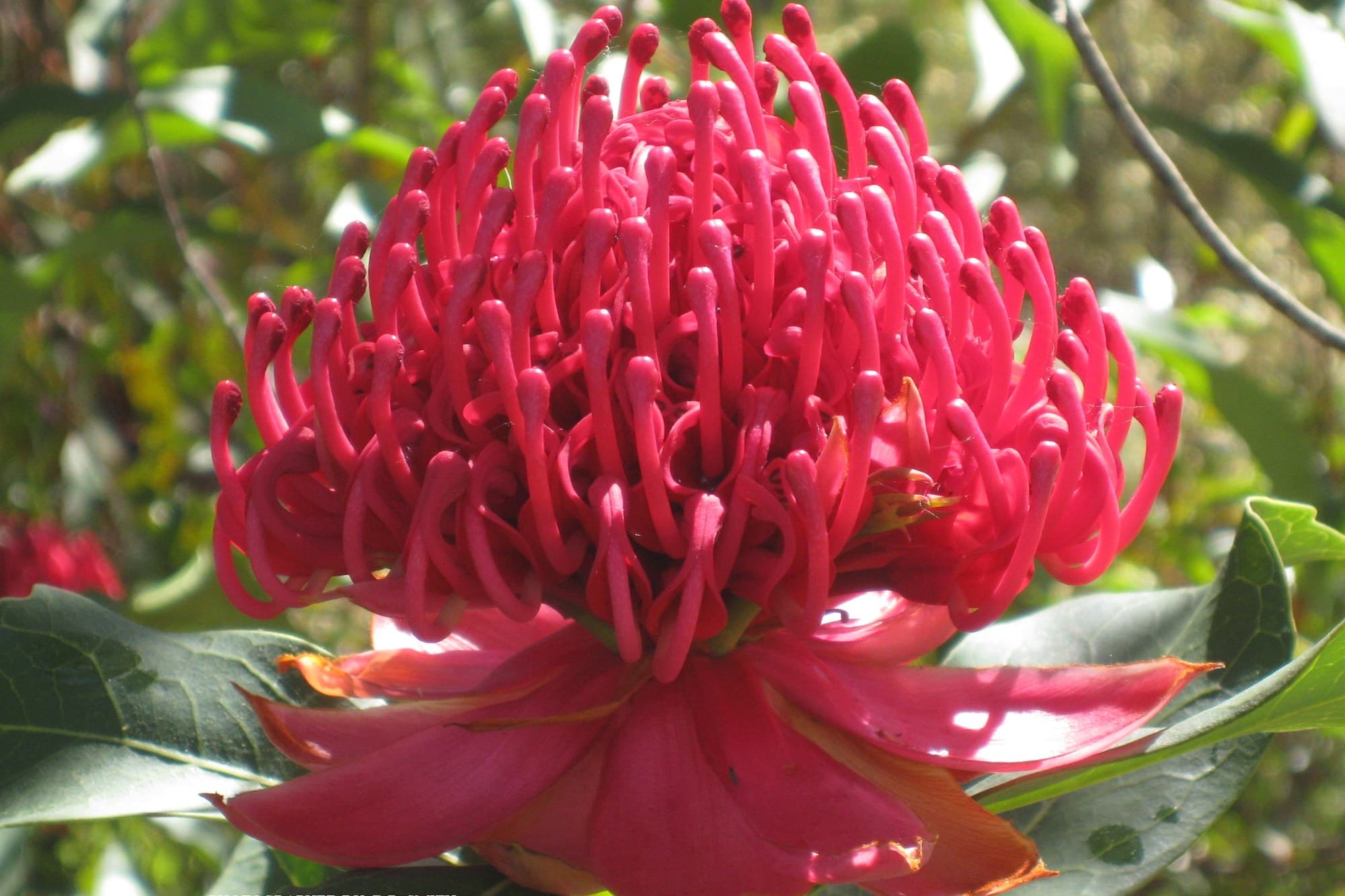 Australian State and Territory Flowers: History and Meaning