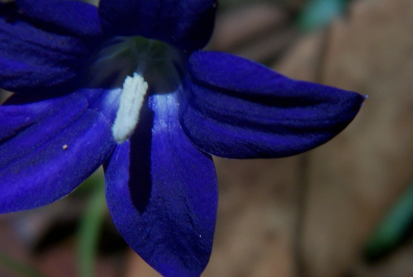 Royal bluebell (Wahlenbergia gloriosa) flower close-up