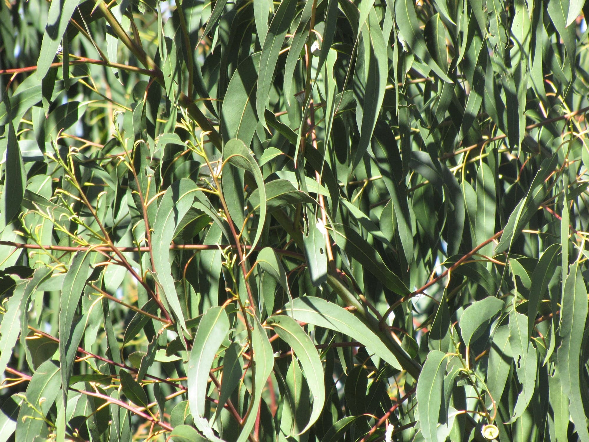 Tasmanian blue gum (Eucalyptus globulus) leaves