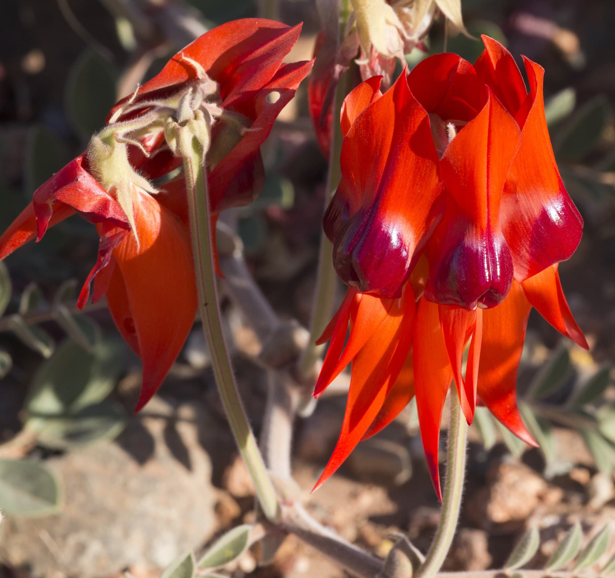 Sturt’s desert pea (Swainsona formosa) in flower