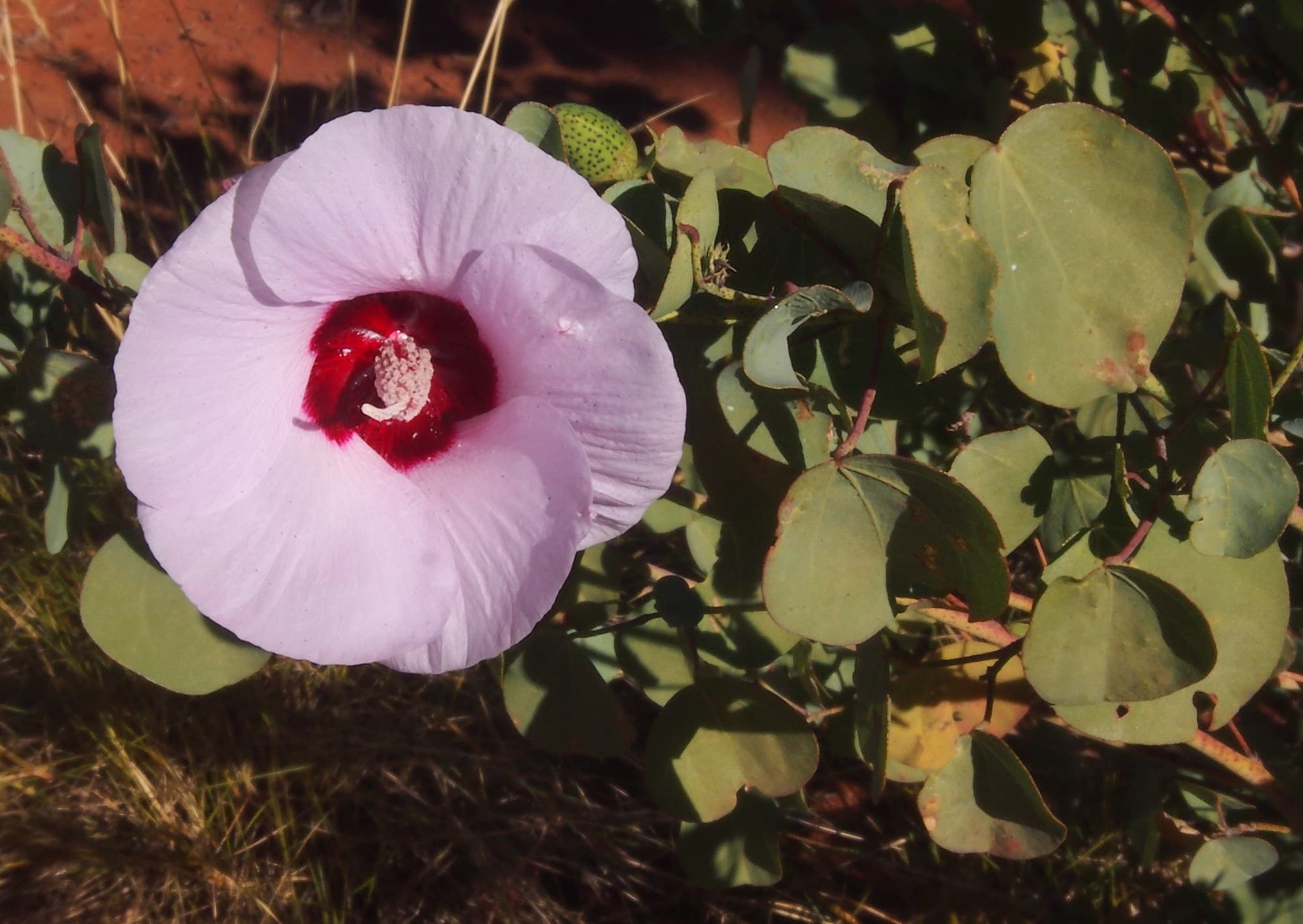 Sturt’s desert rose (Gossypium sturtianum) flower