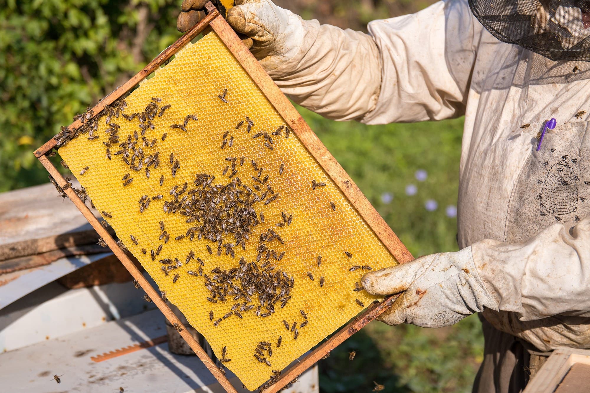 Beekeeper holding a hive frame of bees