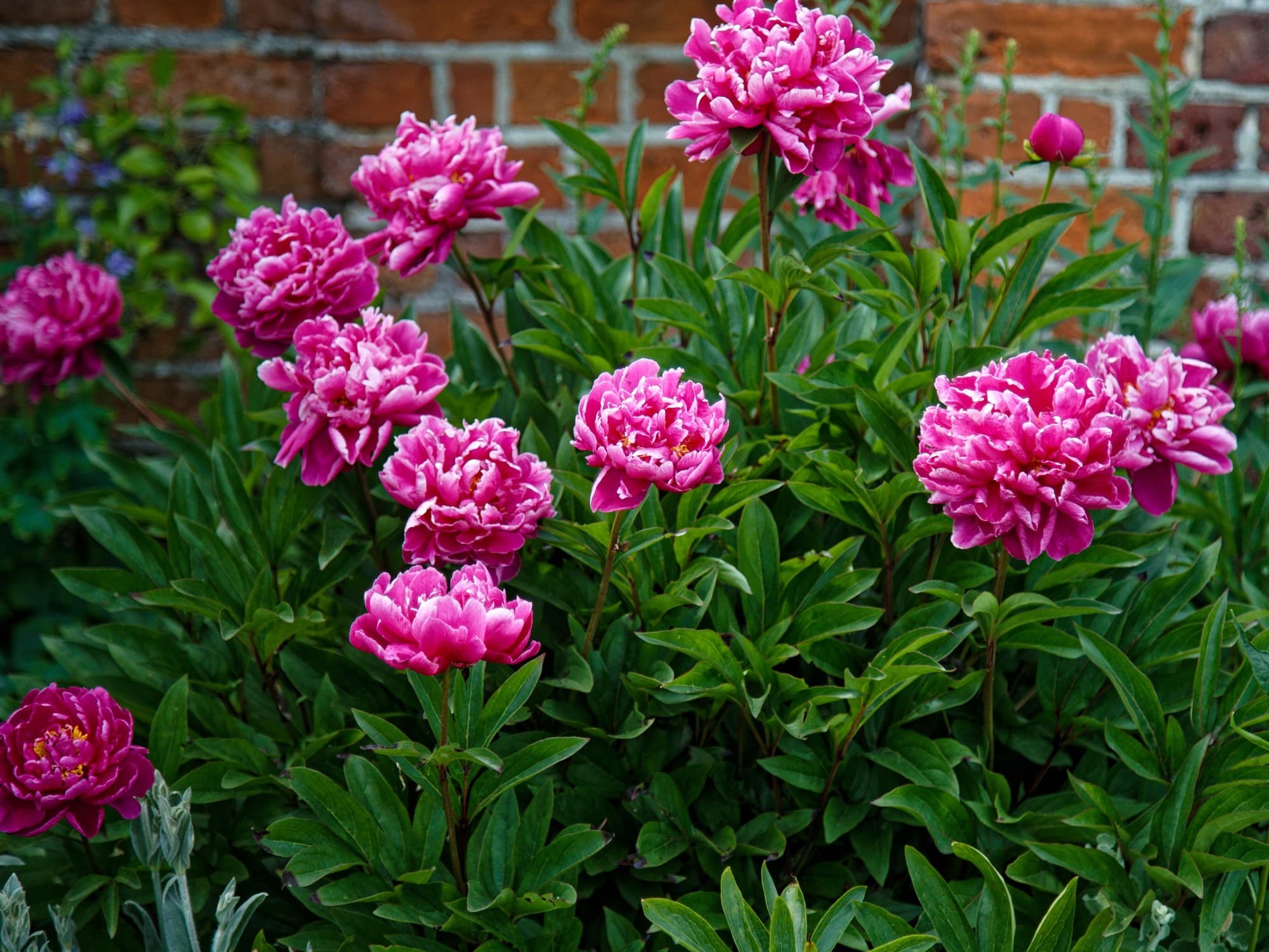 Deep pink herbaceous peonies (Paeonia lactiflora) in a garden