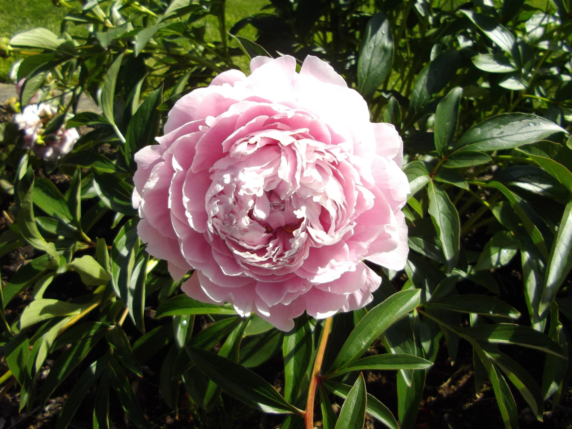 Light pink peony (Paeonia lactiflora) flower