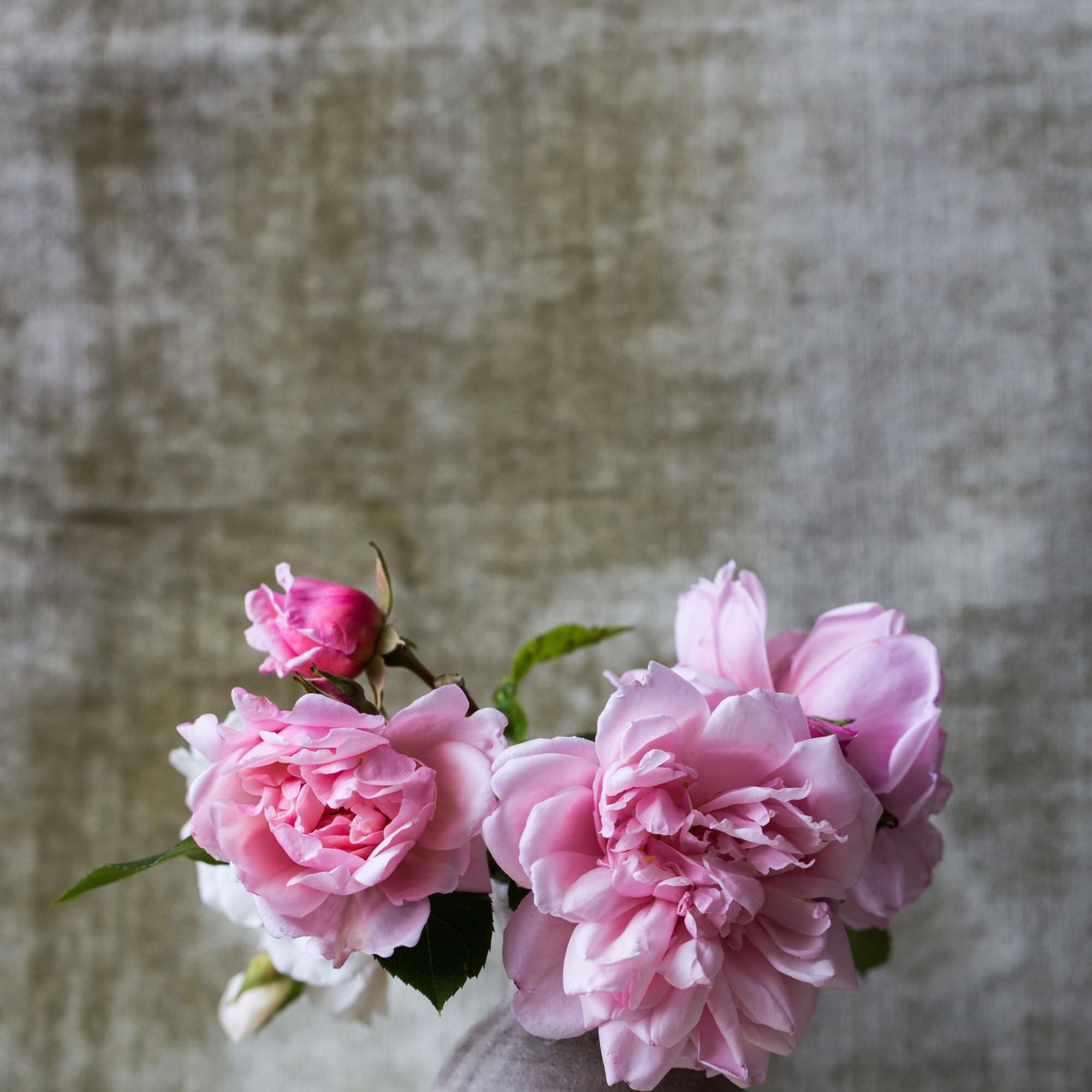 Pink peonies in a vase